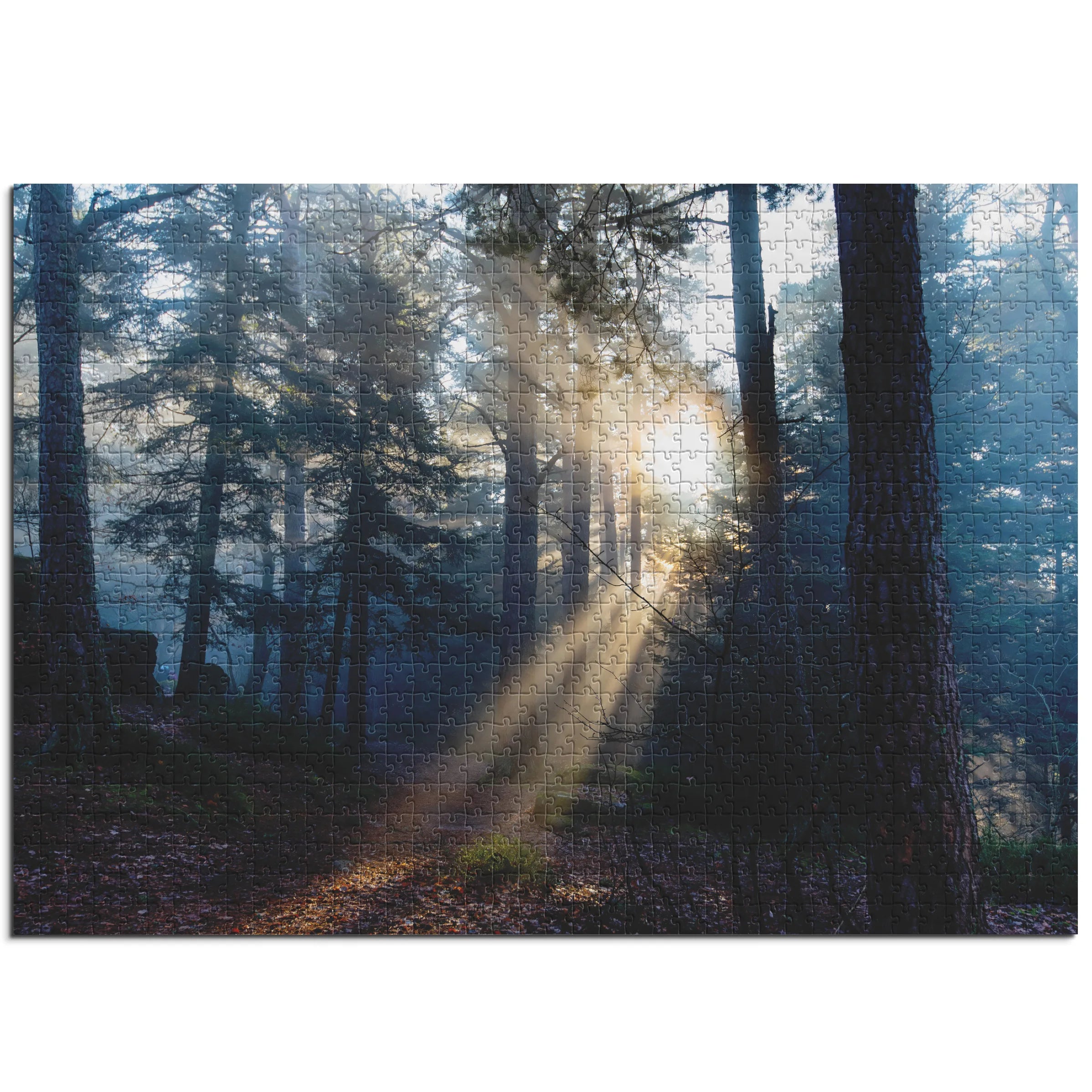 Morgenlicht im Wald