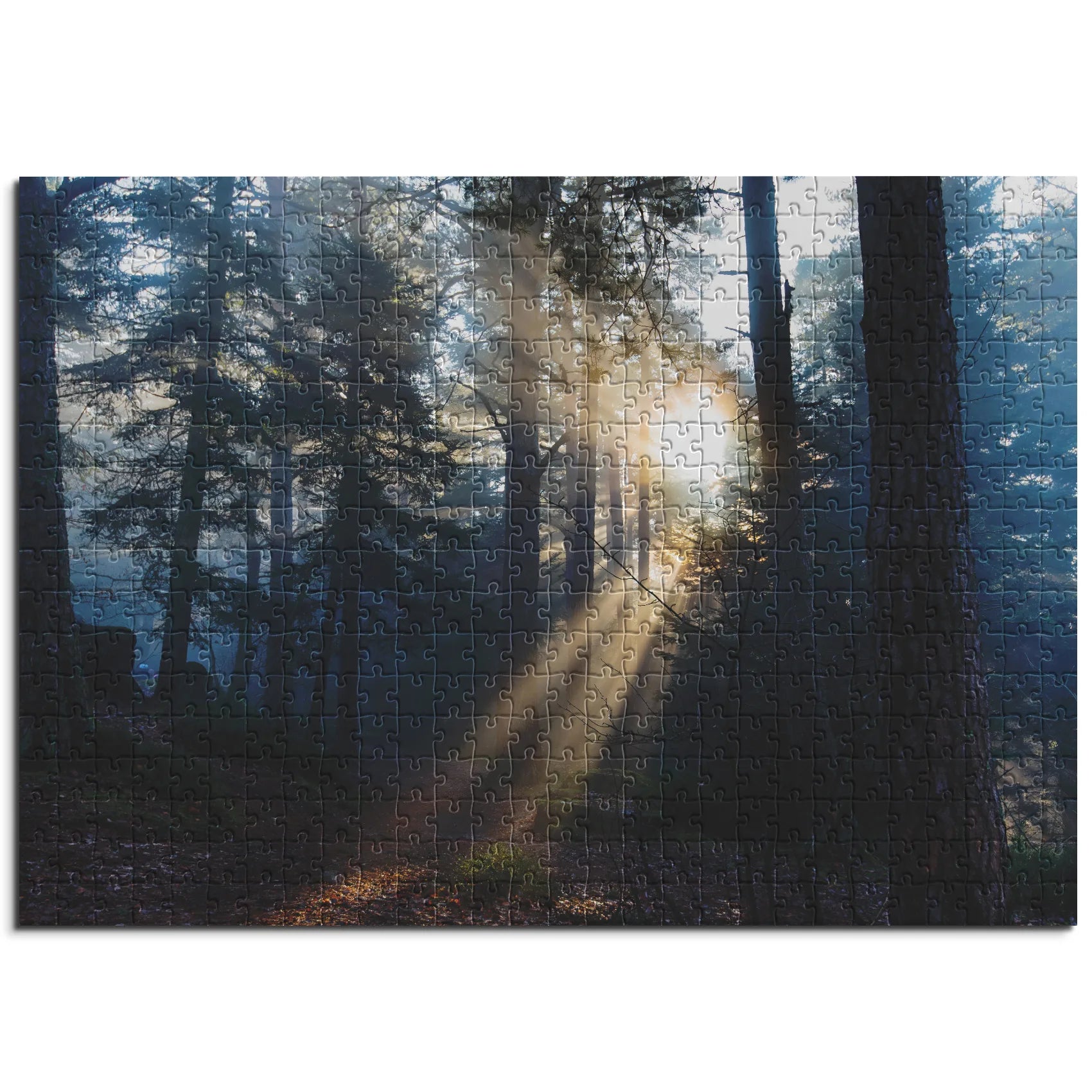 Lumière du matin dans la forêt