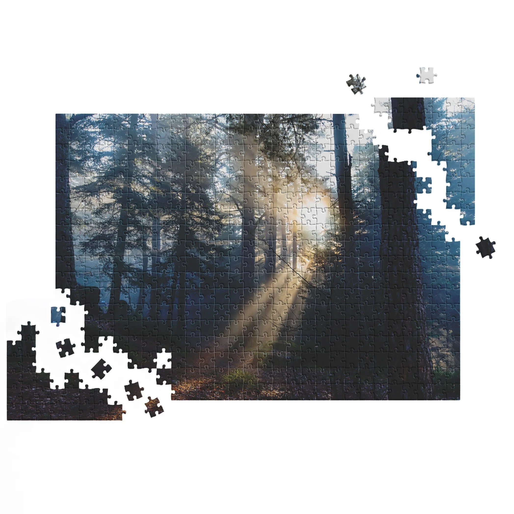 Lumière du matin dans la forêt