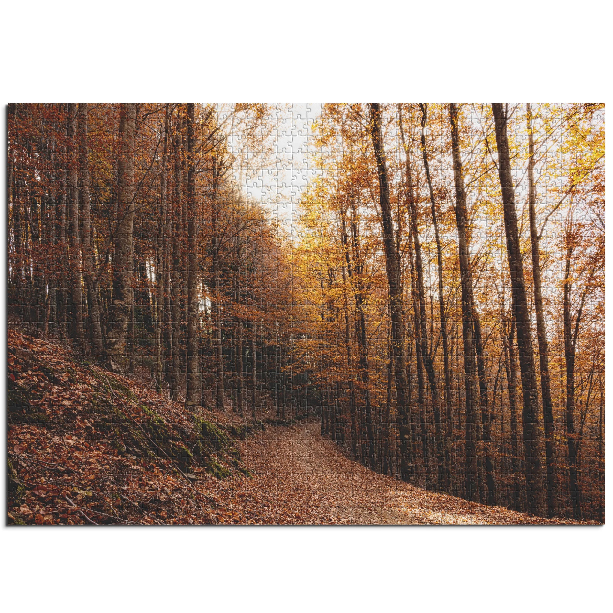 Goldener Buchenwaldweg