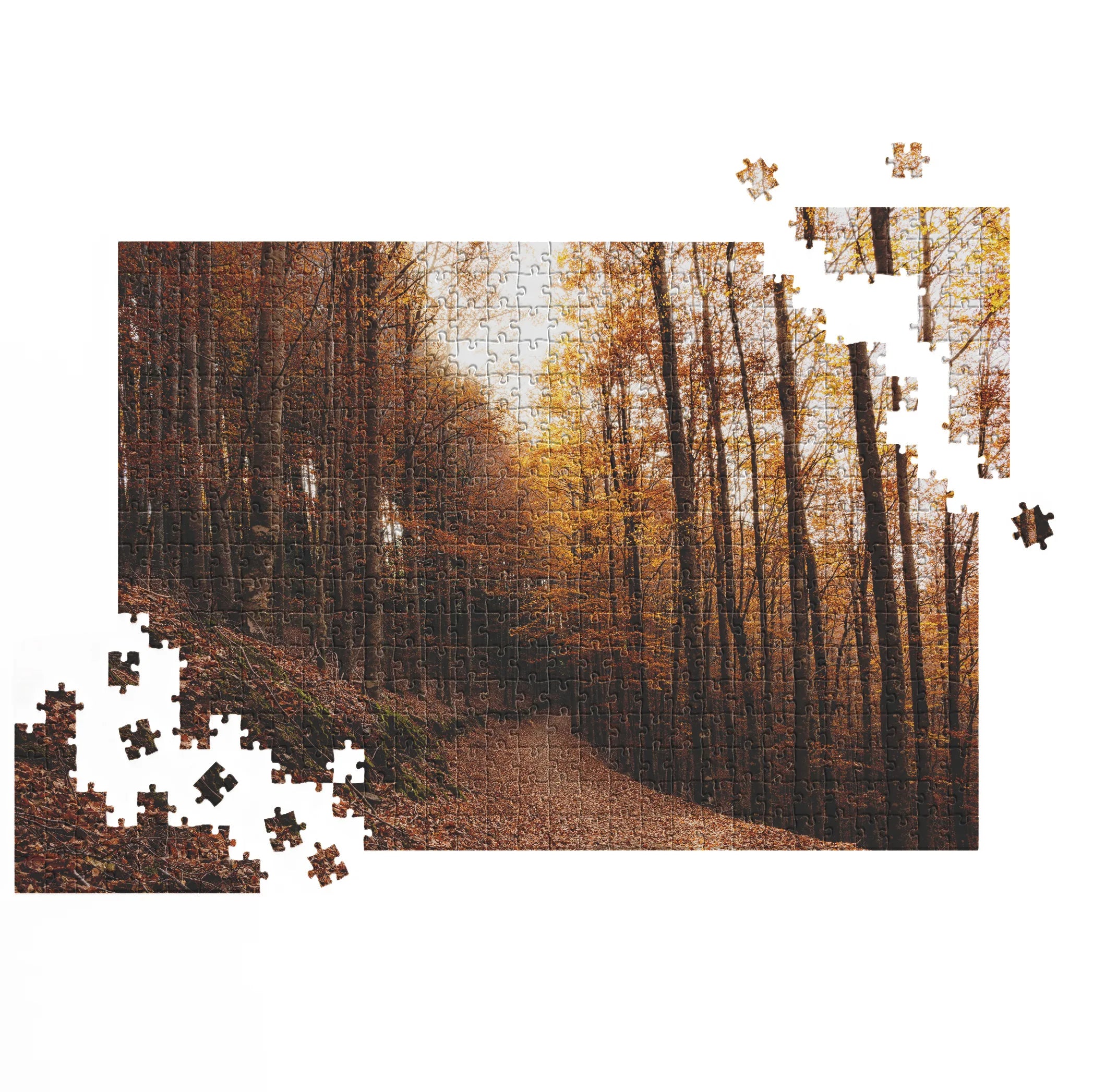 Sentier de la forêt de hêtres dorés