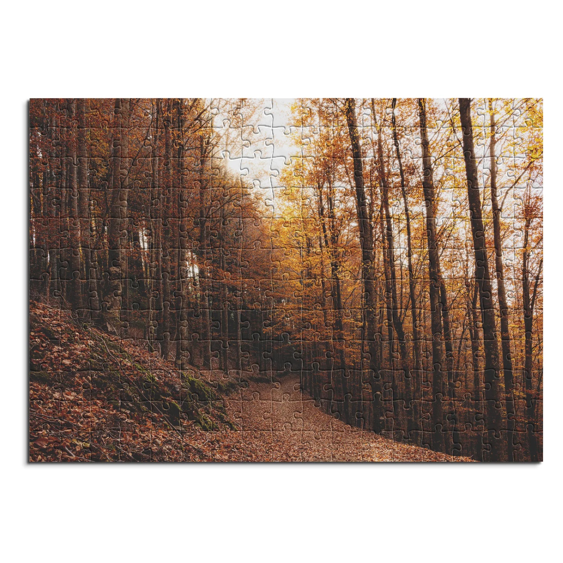 Goldener Buchenwaldweg