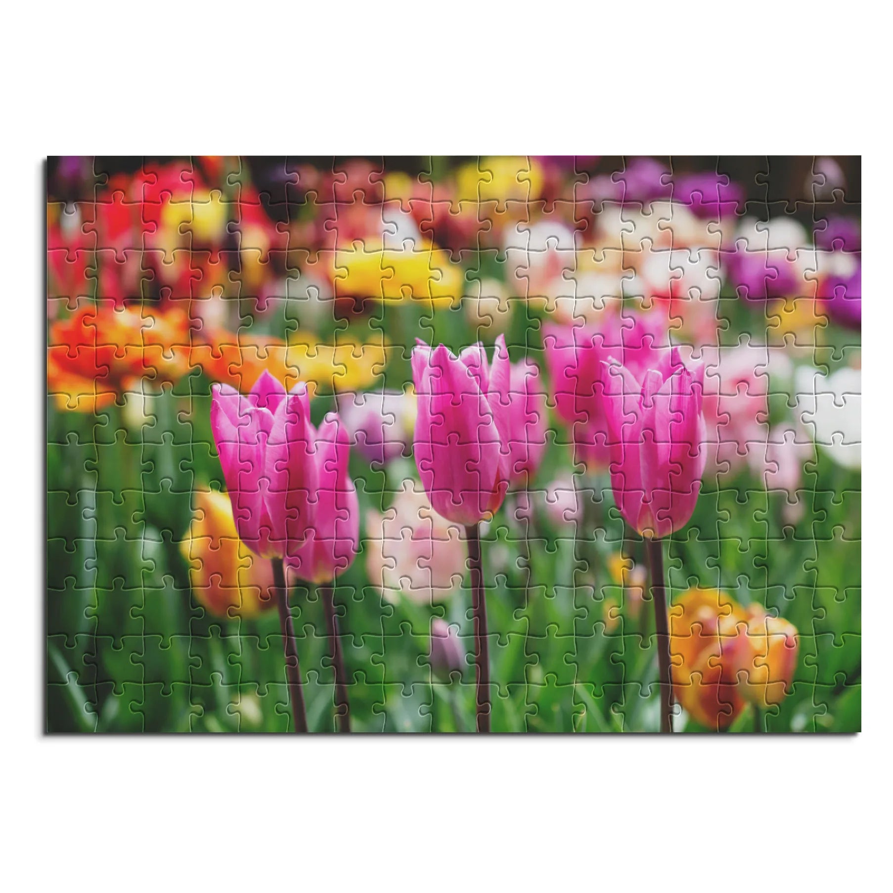 Pinkfarbene Tulpenpracht