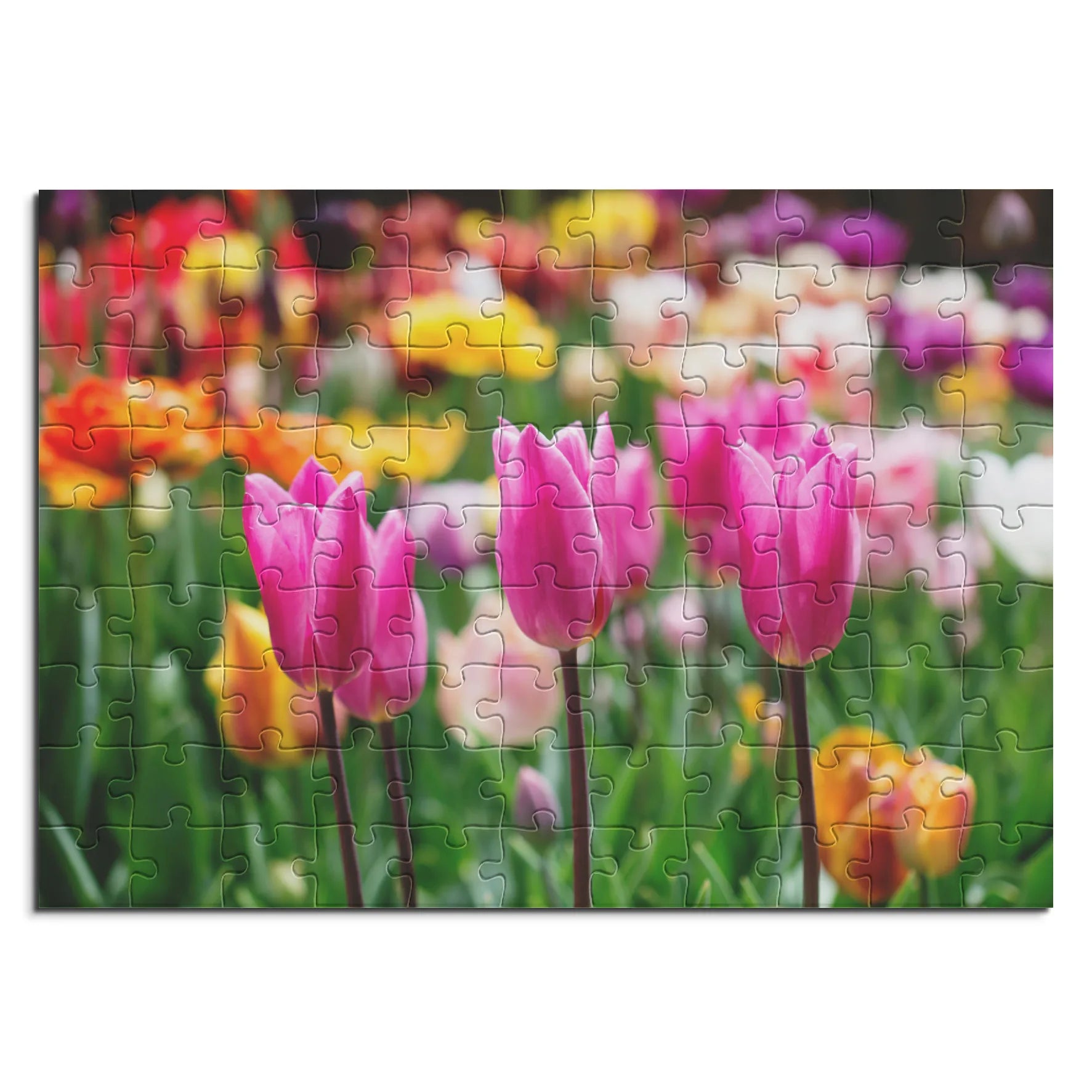 Pinkfarbene Tulpenpracht