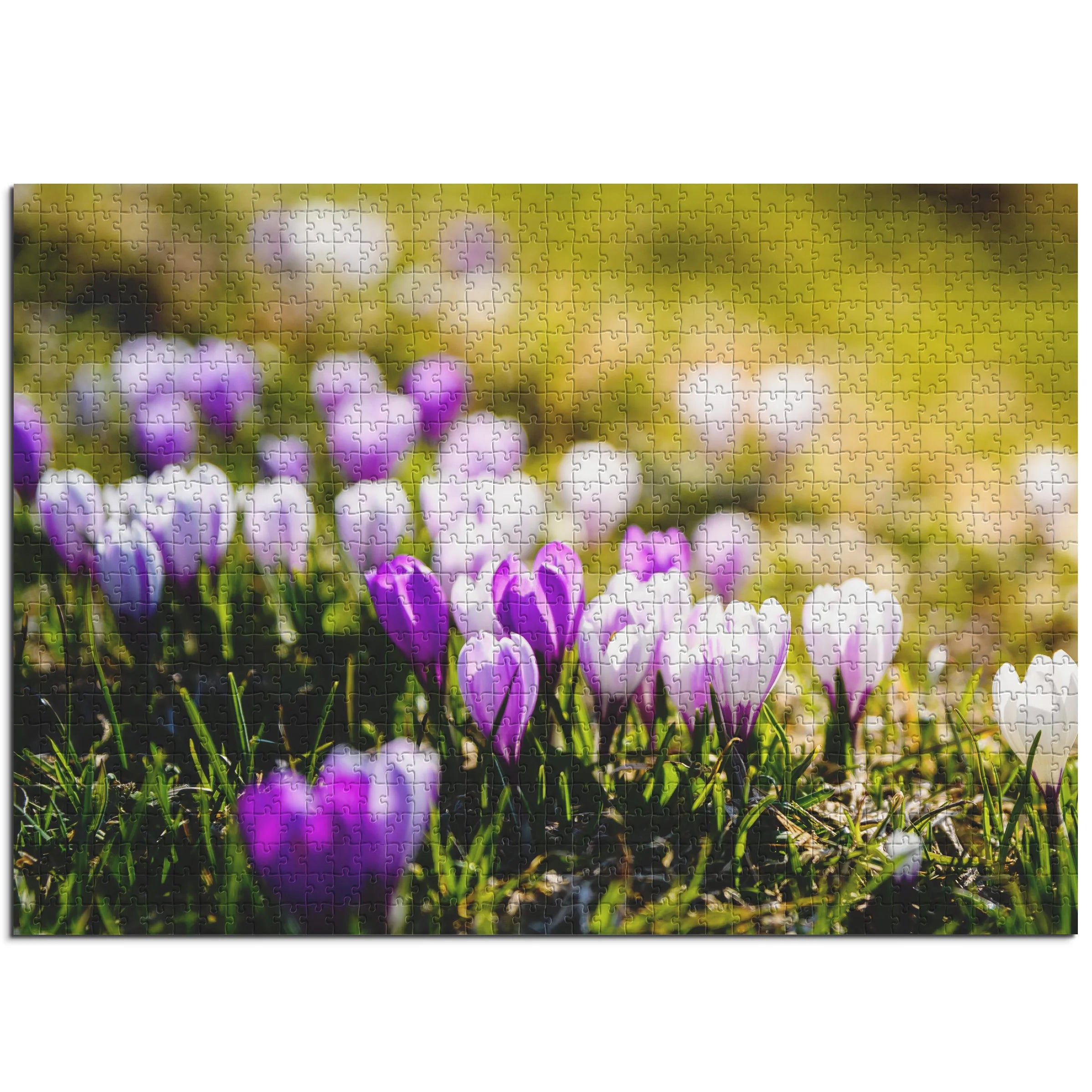 Frühlingshafte Krokusse