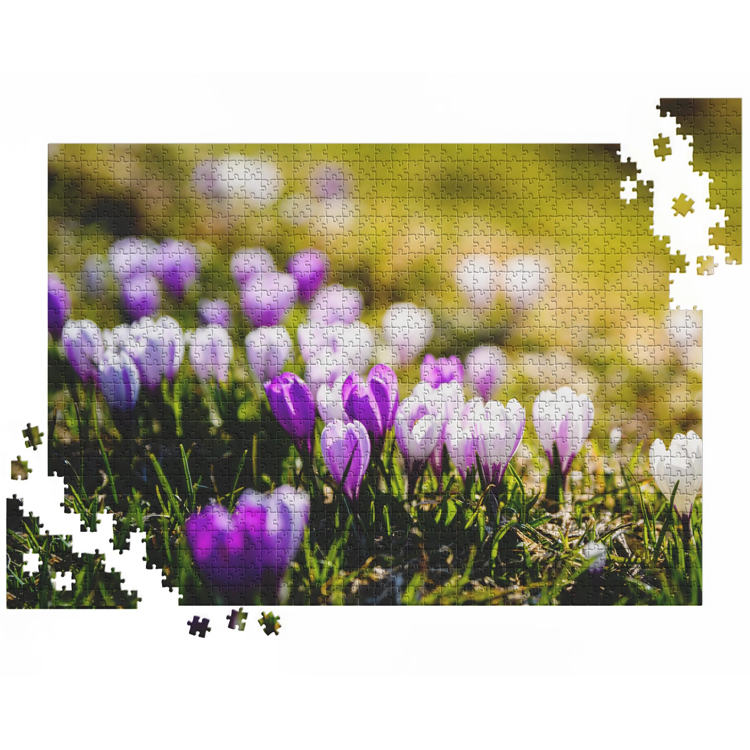 Frühlingshafte Krokusse