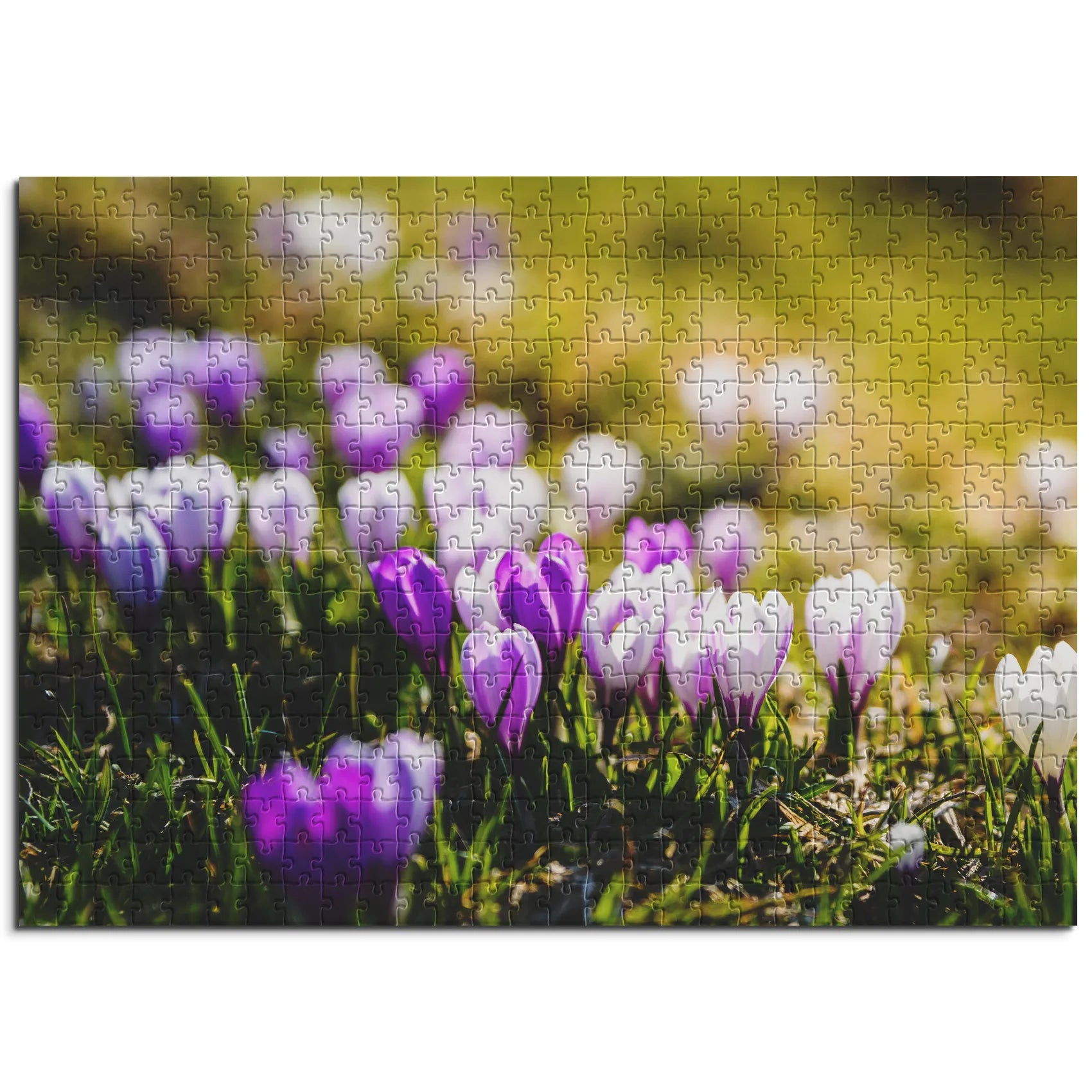 Frühlingshafte Krokusse