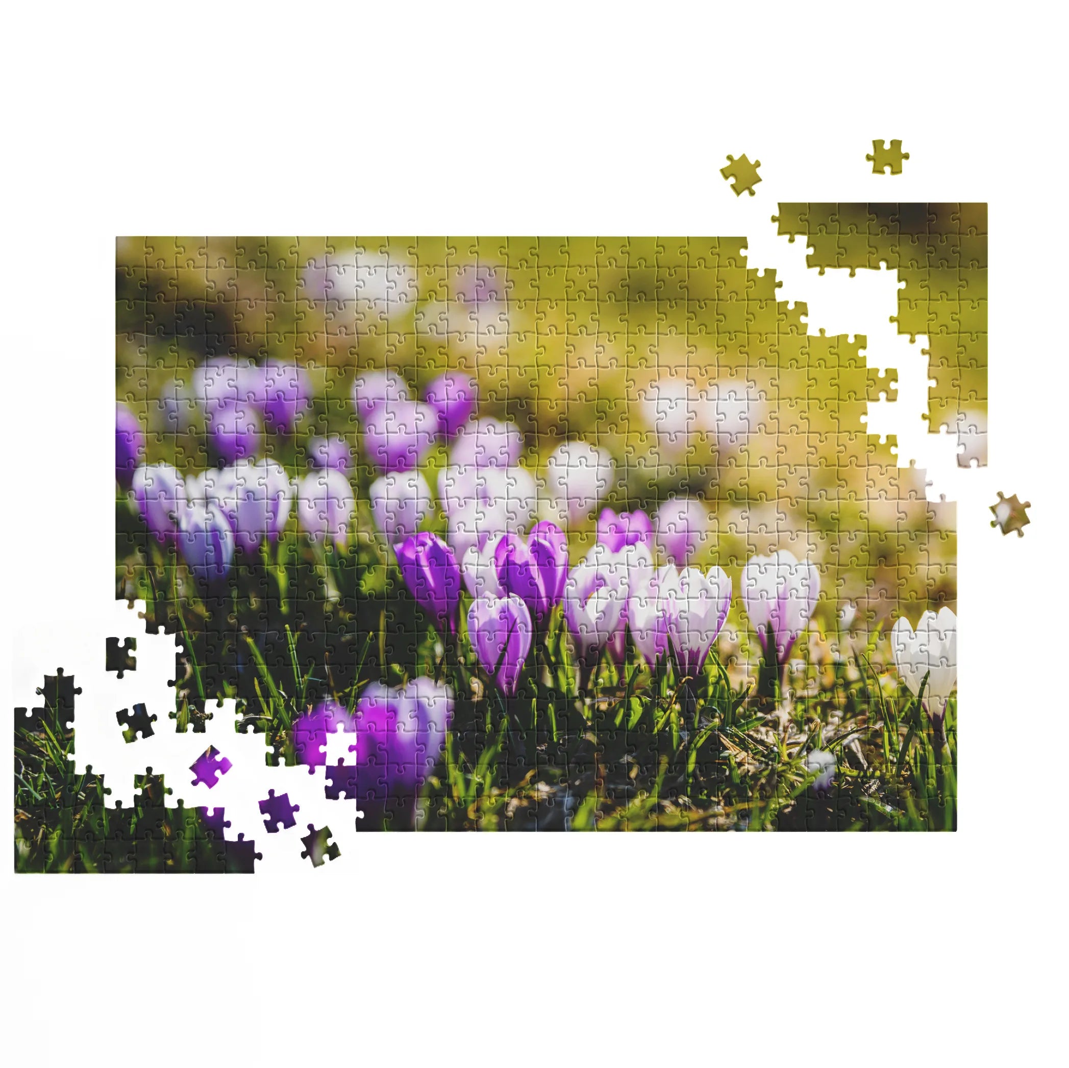 Frühlingshafte Krokusse