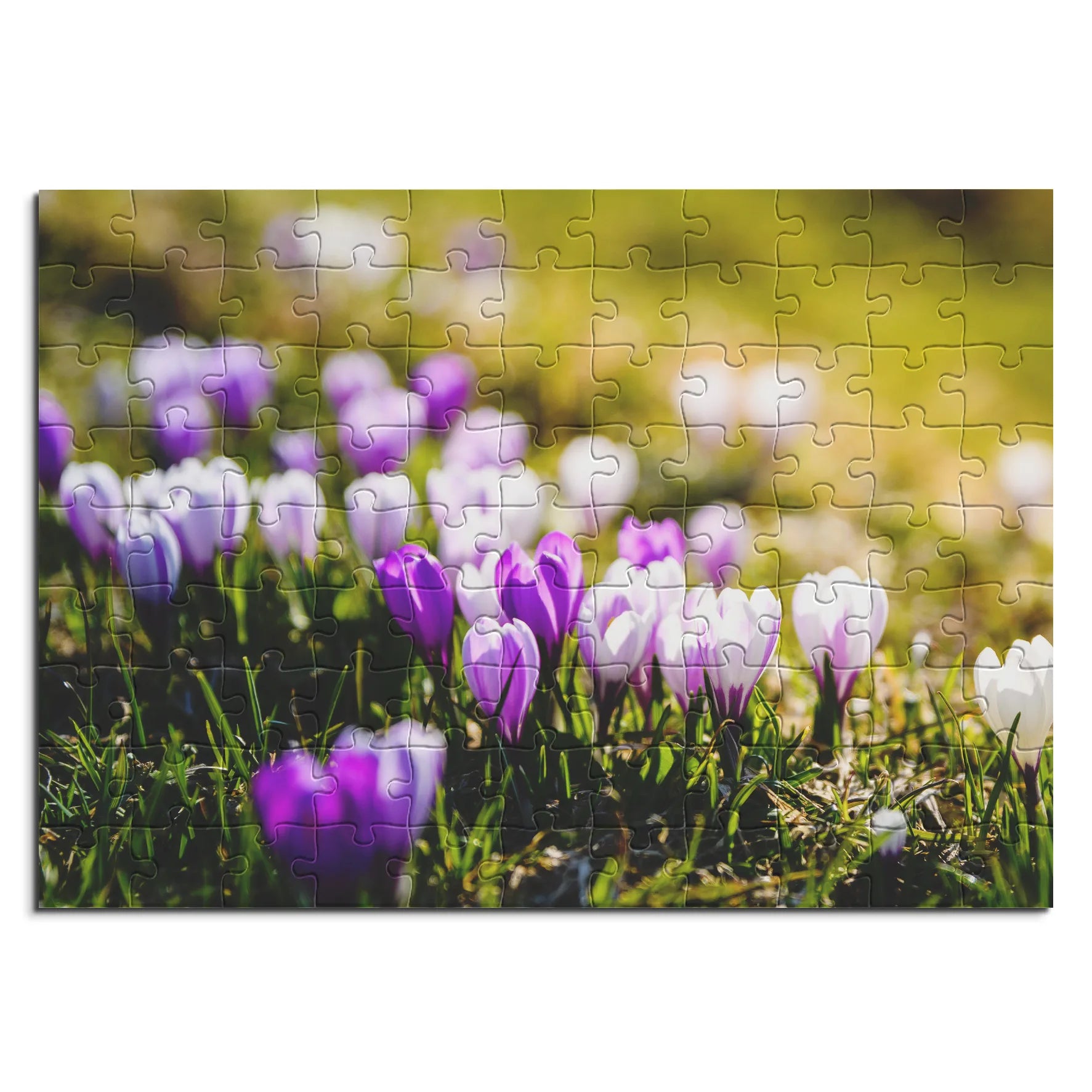 Frühlingshafte Krokusse