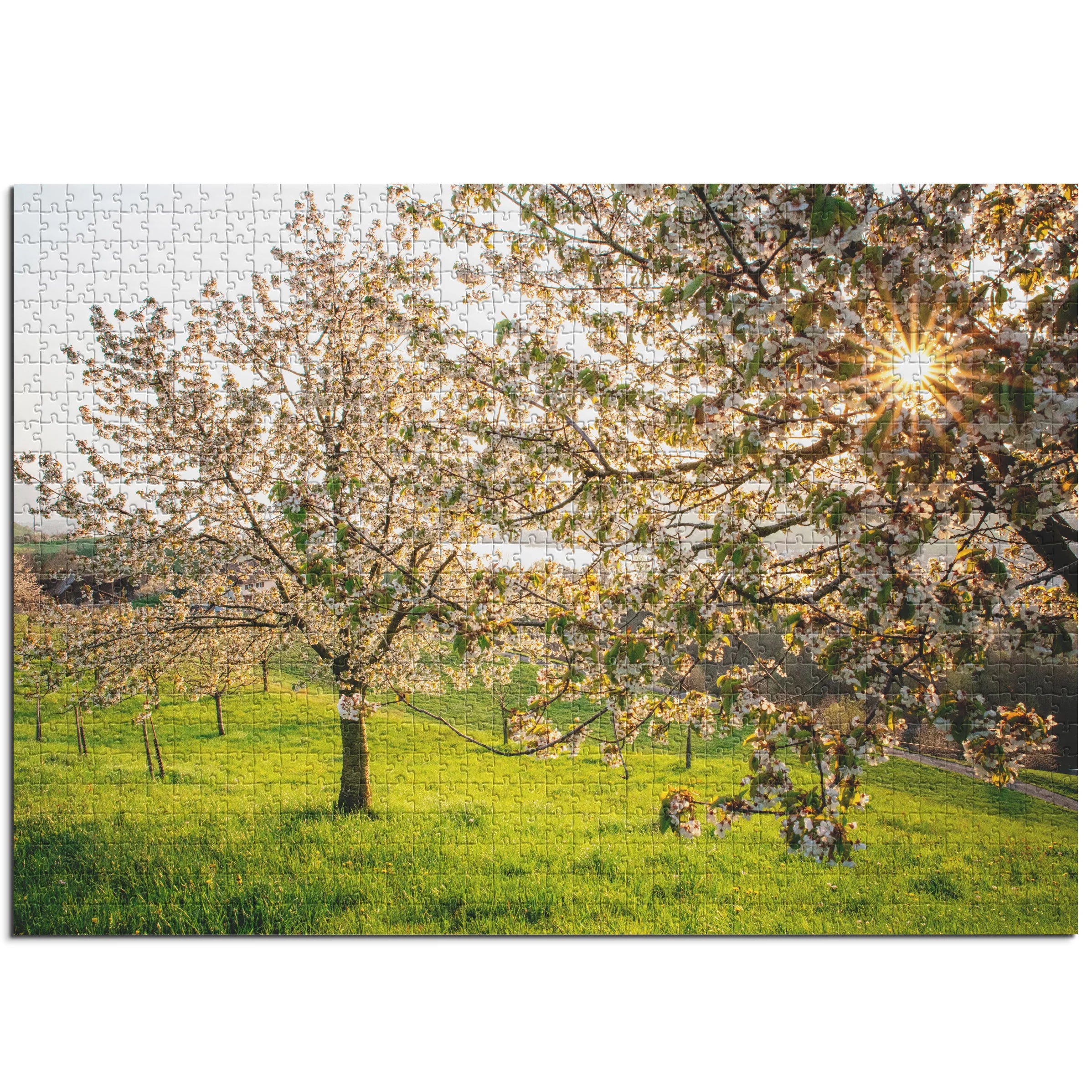 Blühende Kirschbäume