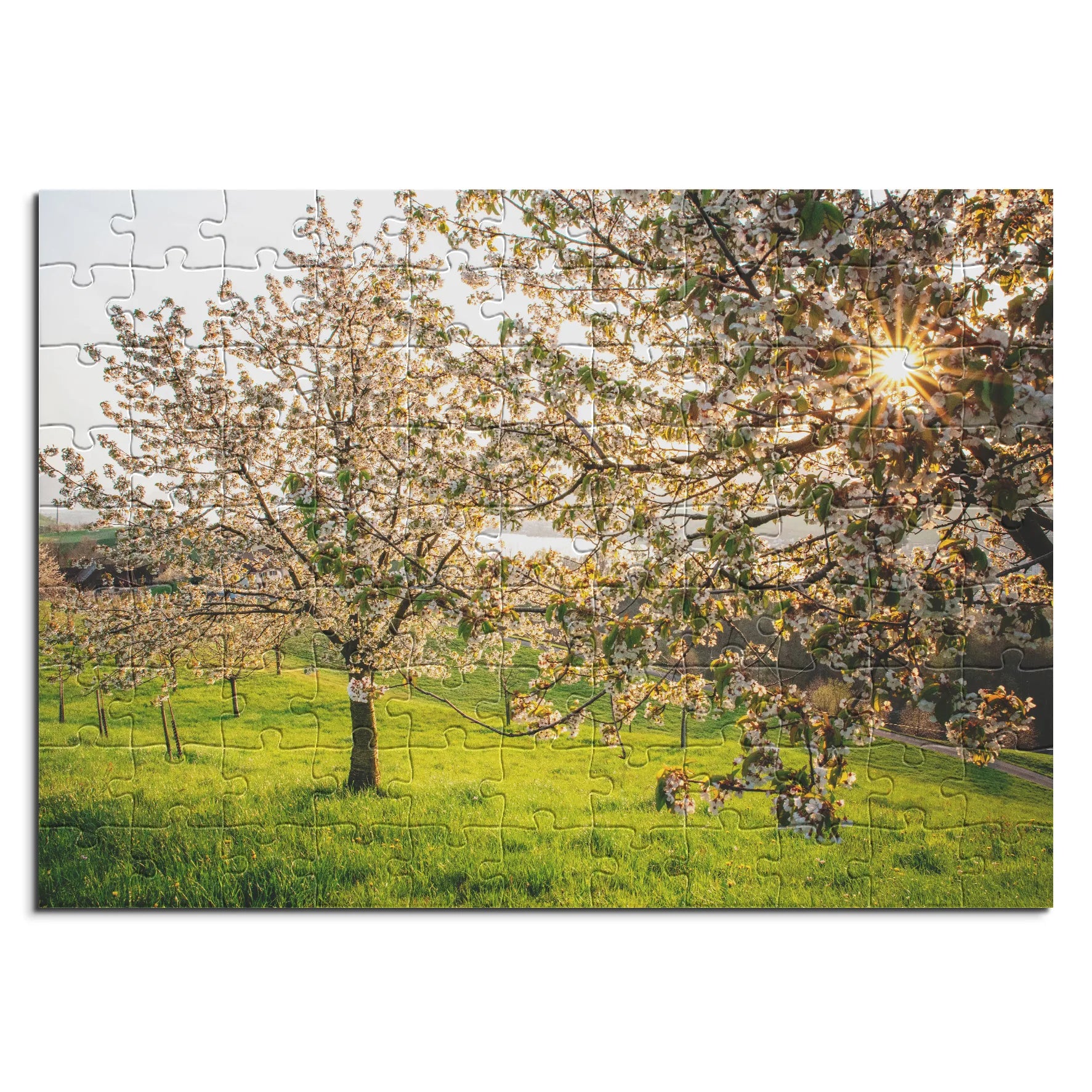 Blühende Kirschbäume