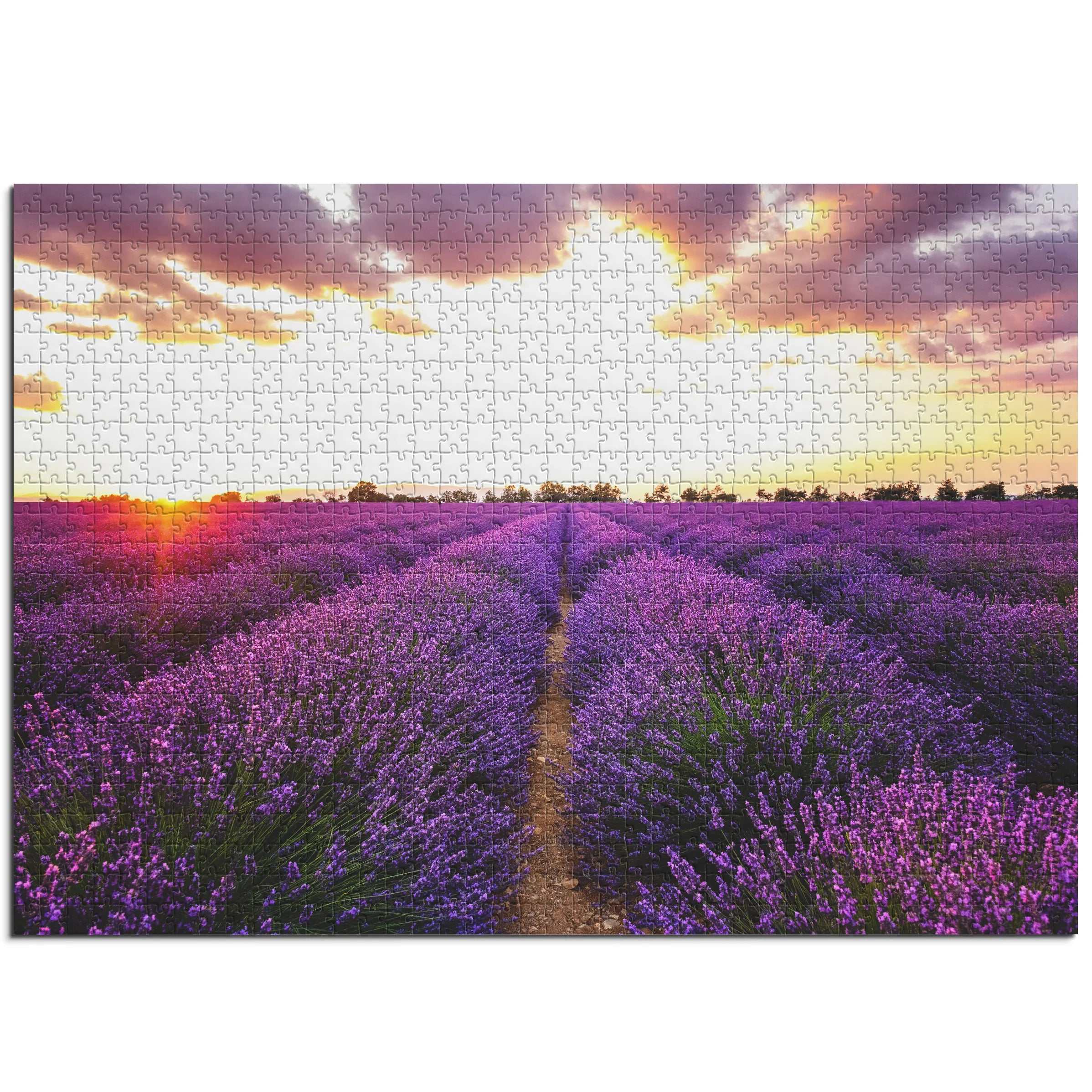 Lavendelfeld bei Sonnenuntergang