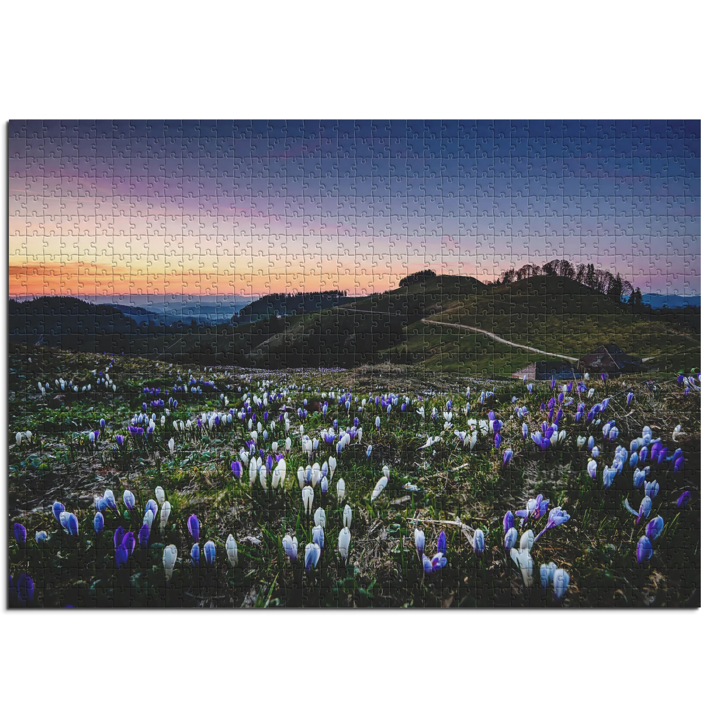 Krokusse im Abendlicht