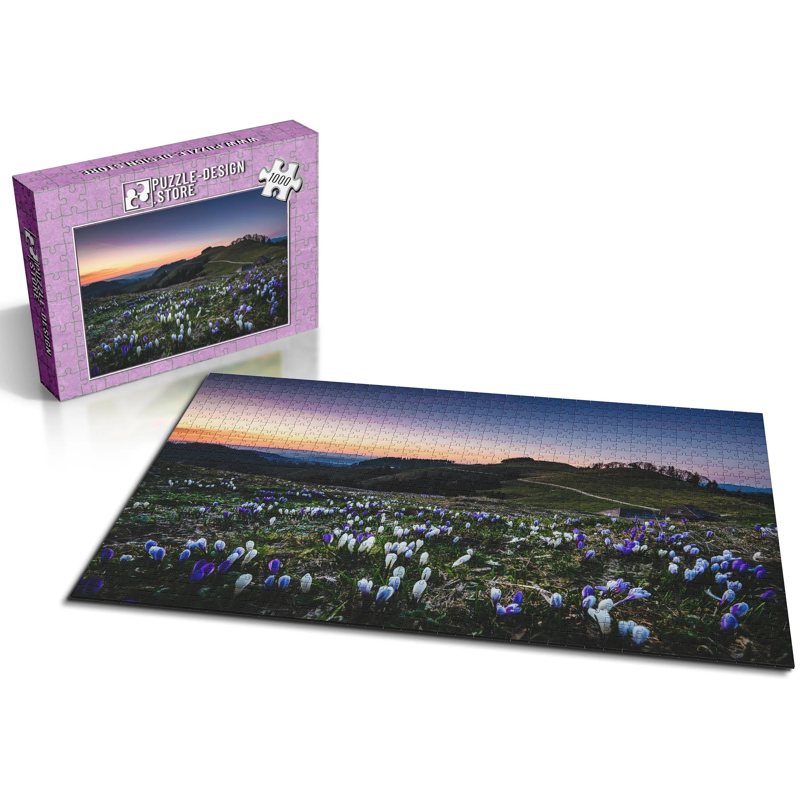 Krokusse im Abendlicht