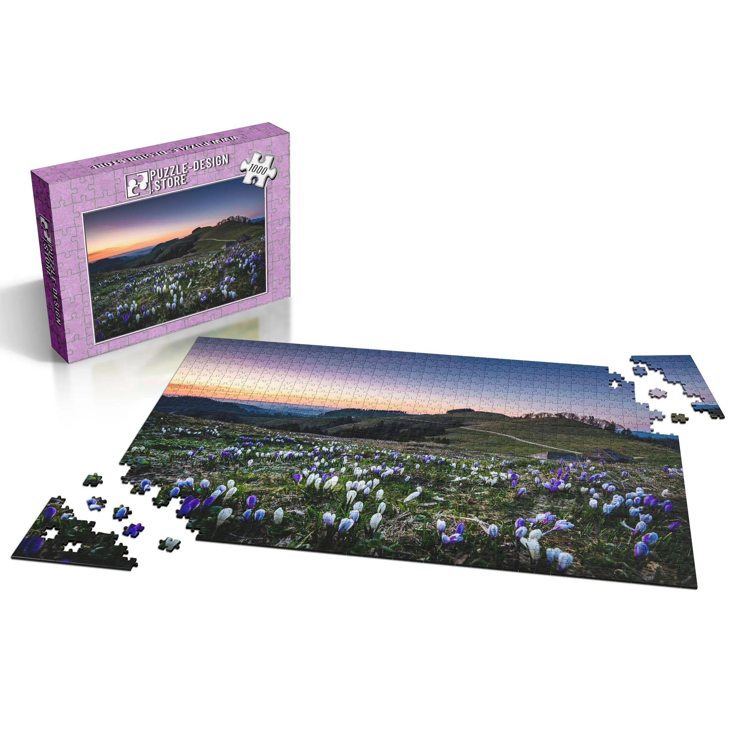 Krokusse im Abendlicht