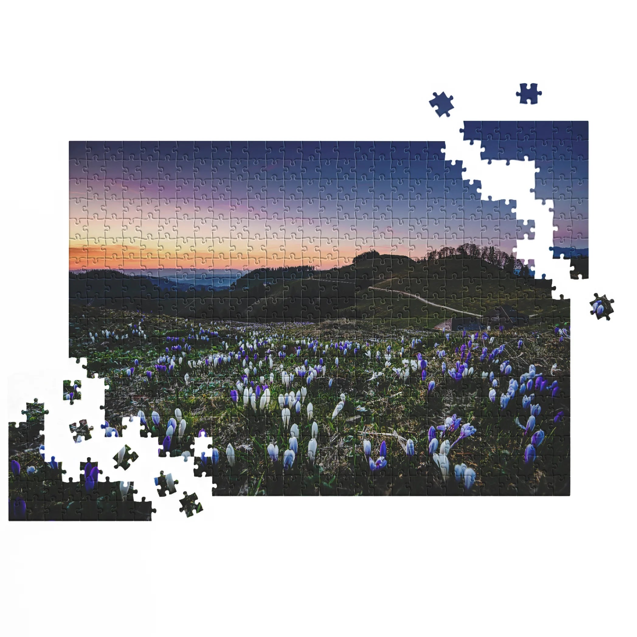 Krokusse im Abendlicht