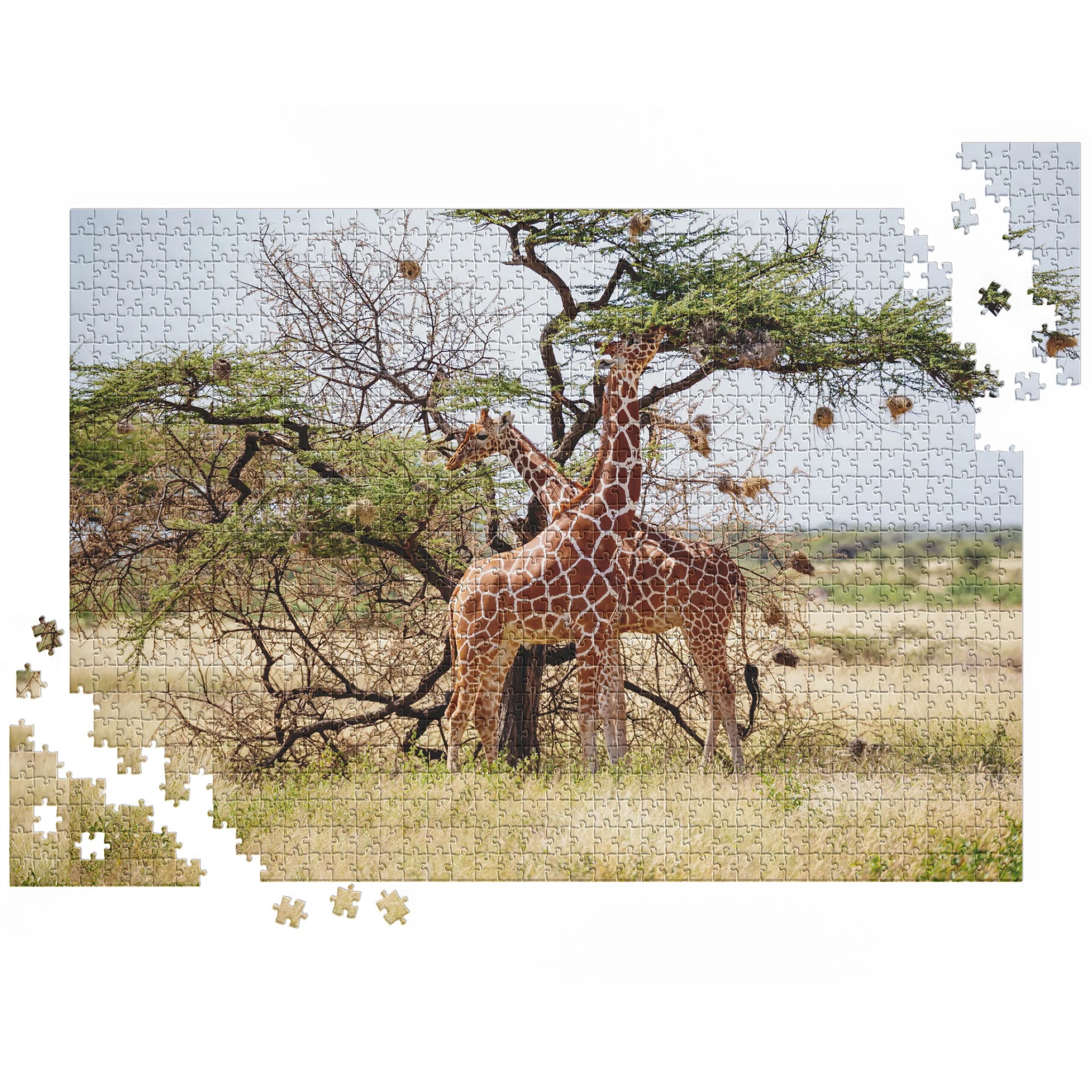 Giraffen unter Akazienbaum