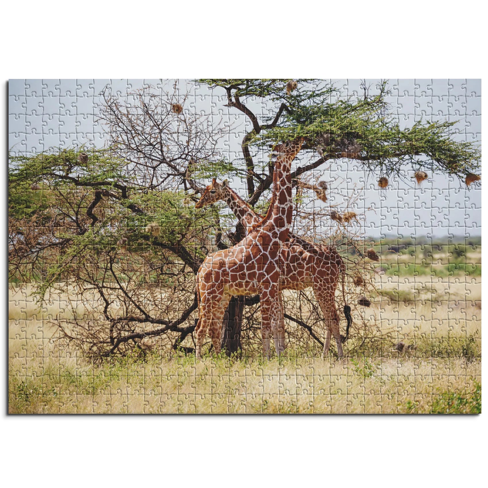 Giraffen unter Akazienbaum