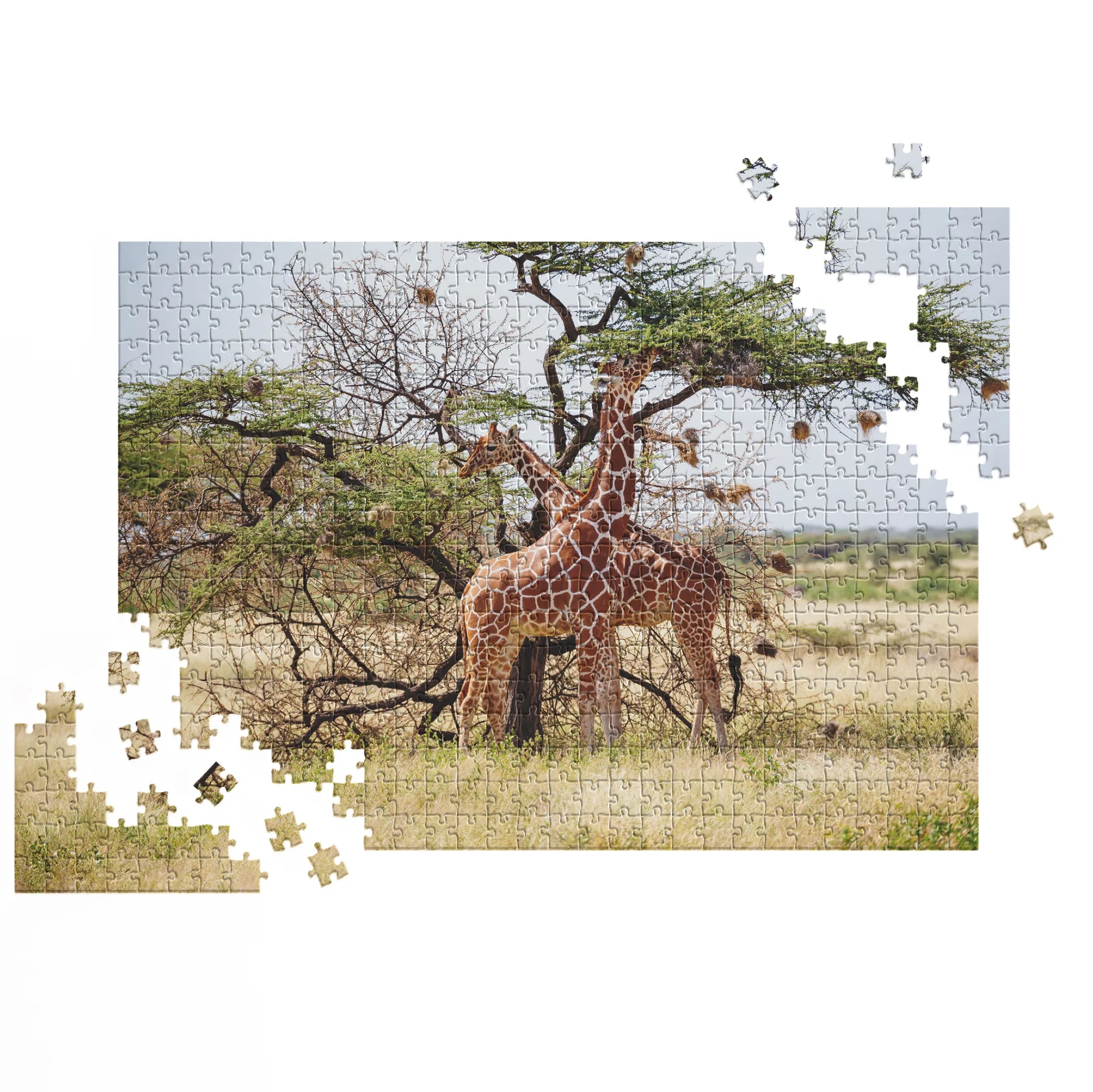 Giraffen unter Akazienbaum