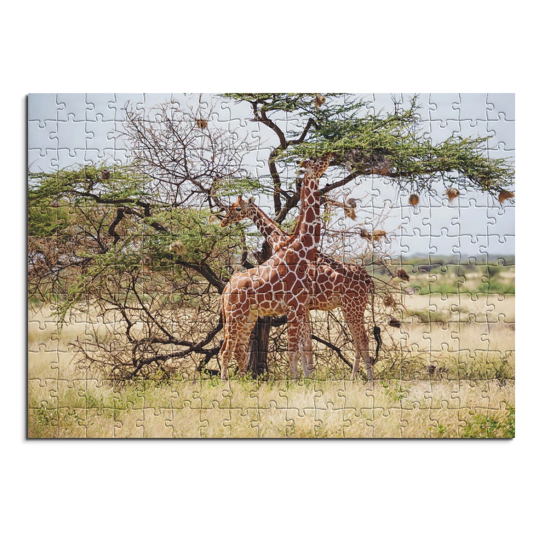 Giraffen unter Akazienbaum