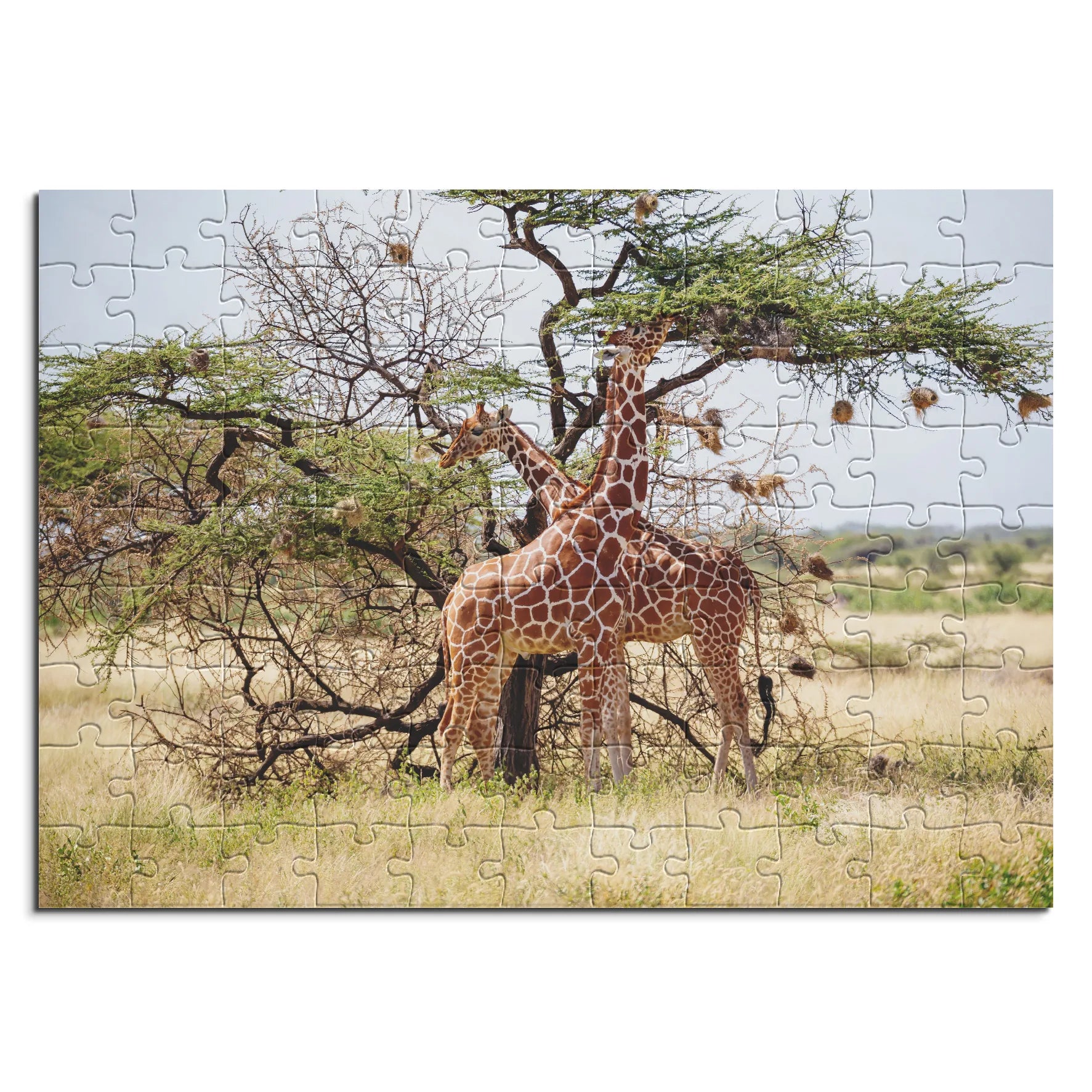 Giraffen unter Akazienbaum