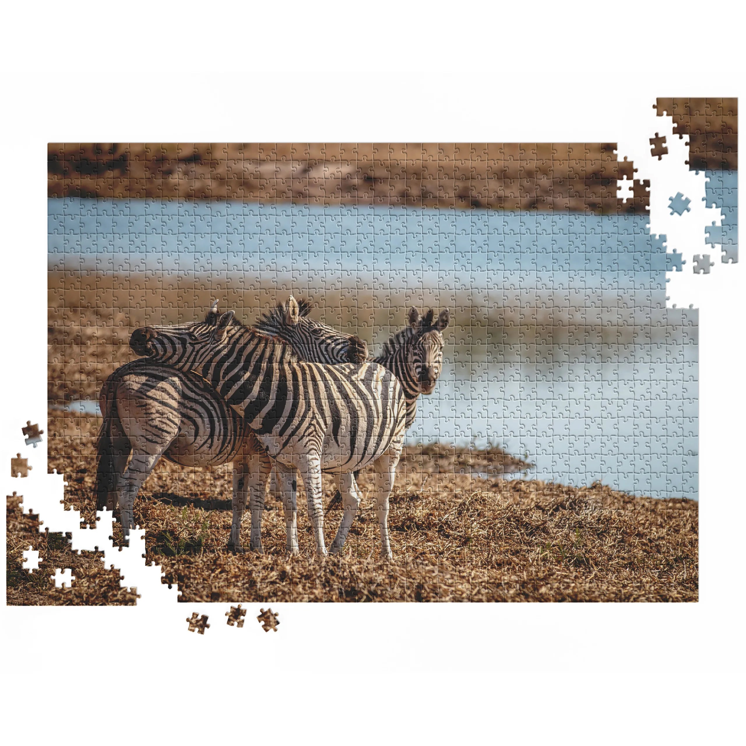 Zebras am Wasserloch