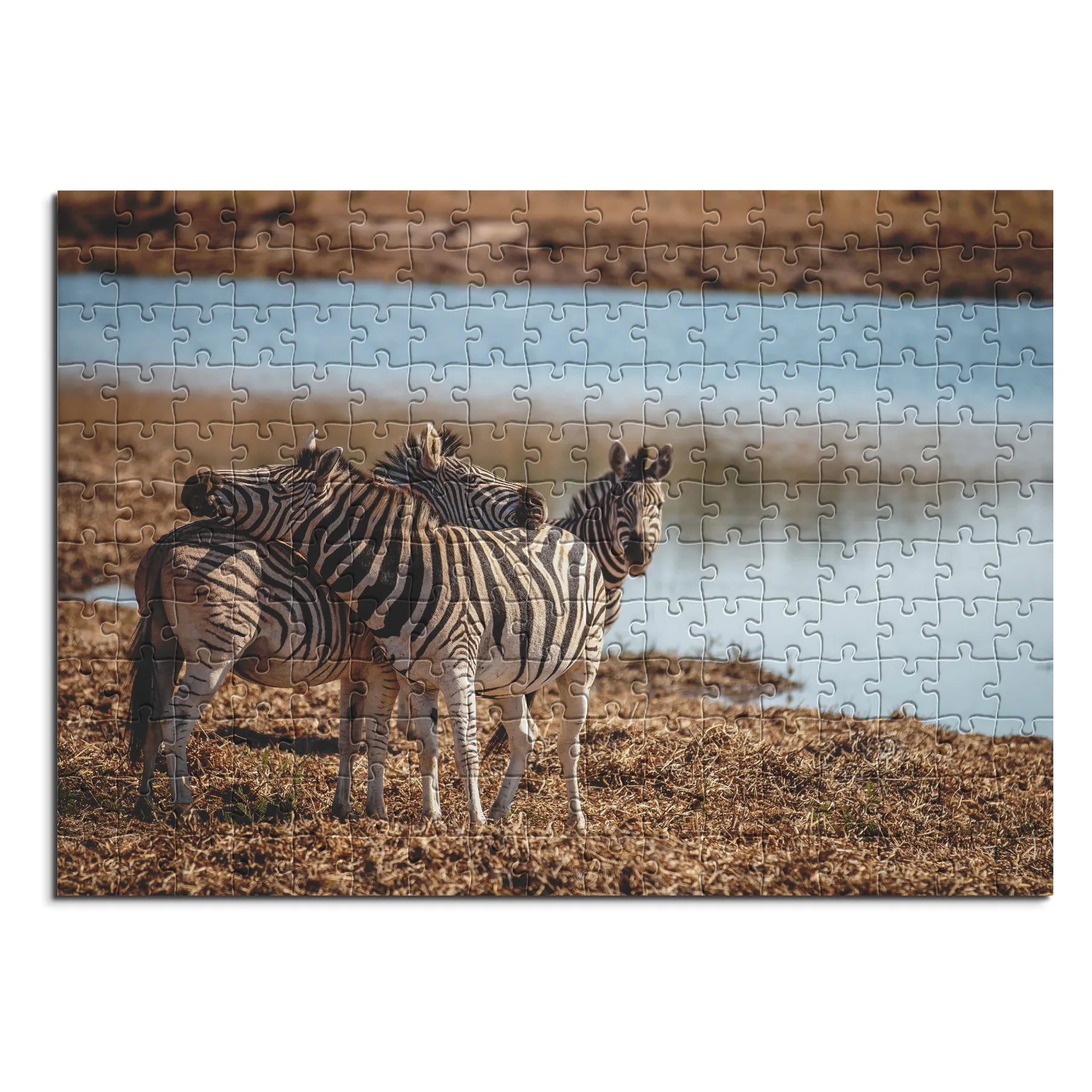 Des zèbres au point d'eau