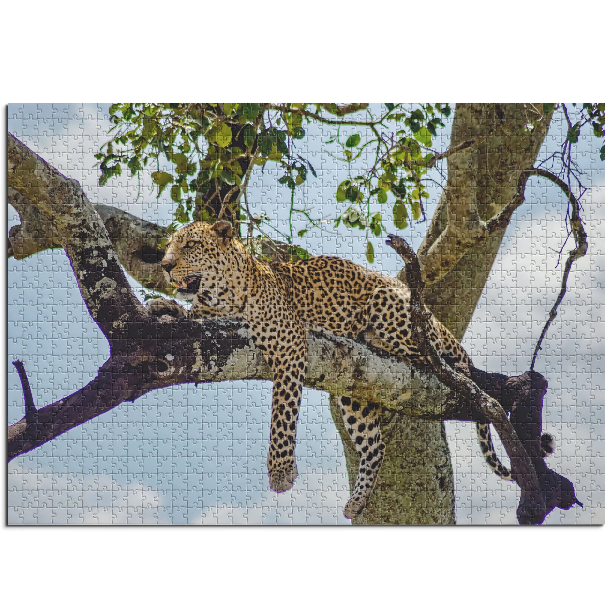 Leopard auf Baum
