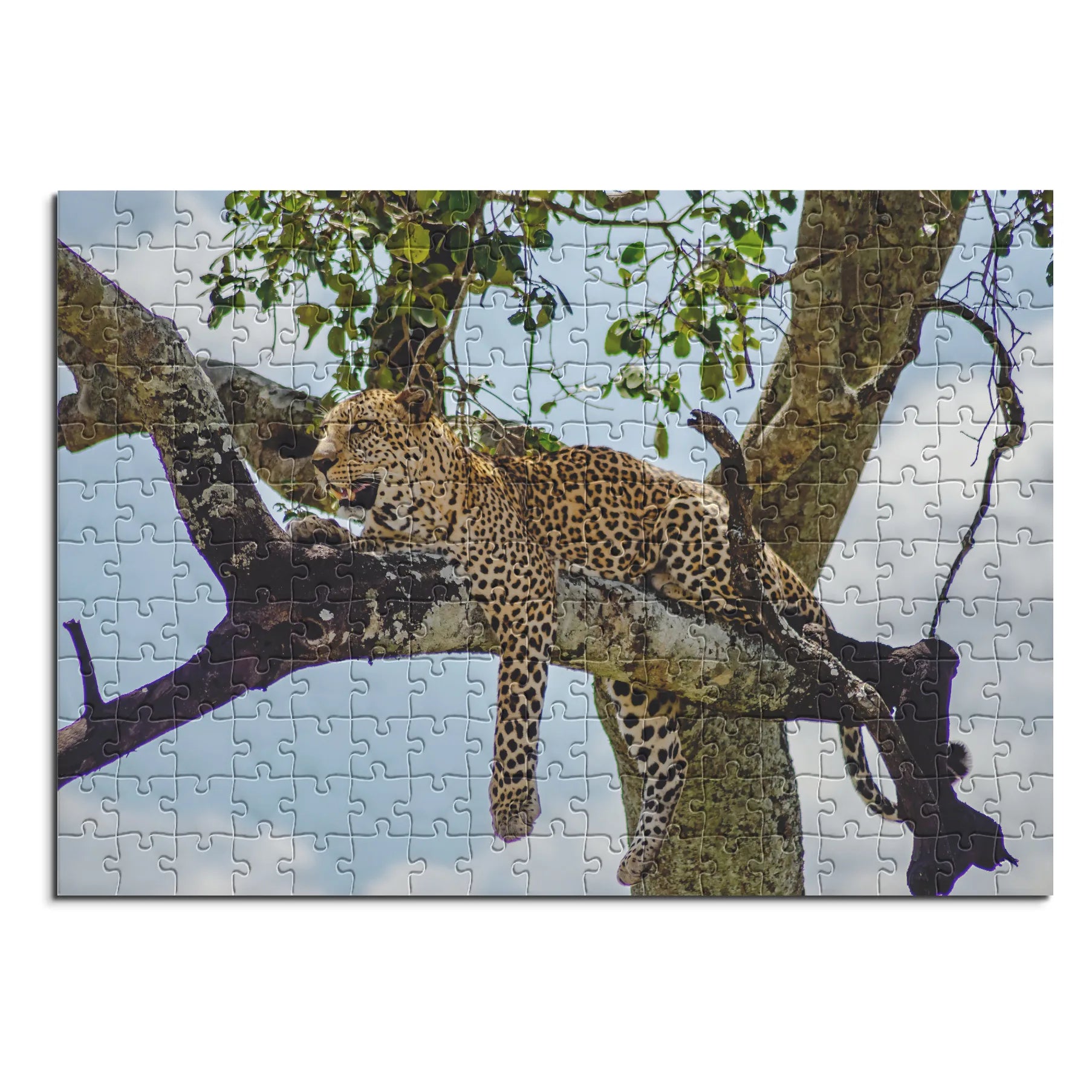 Leopard auf Baum