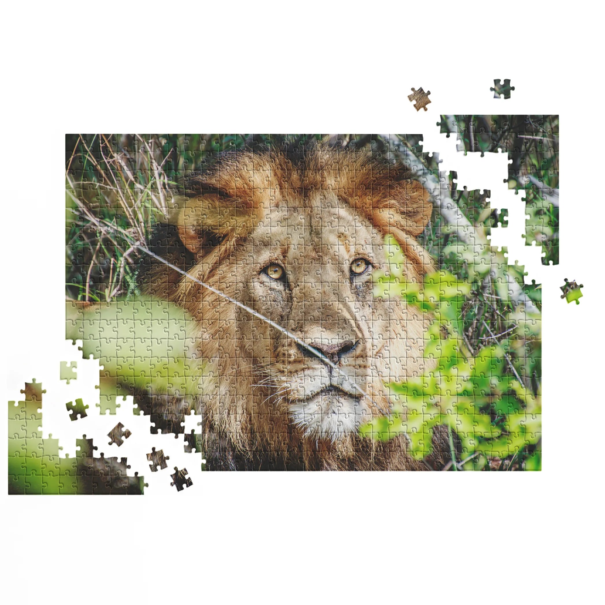 Lion dans les buissons