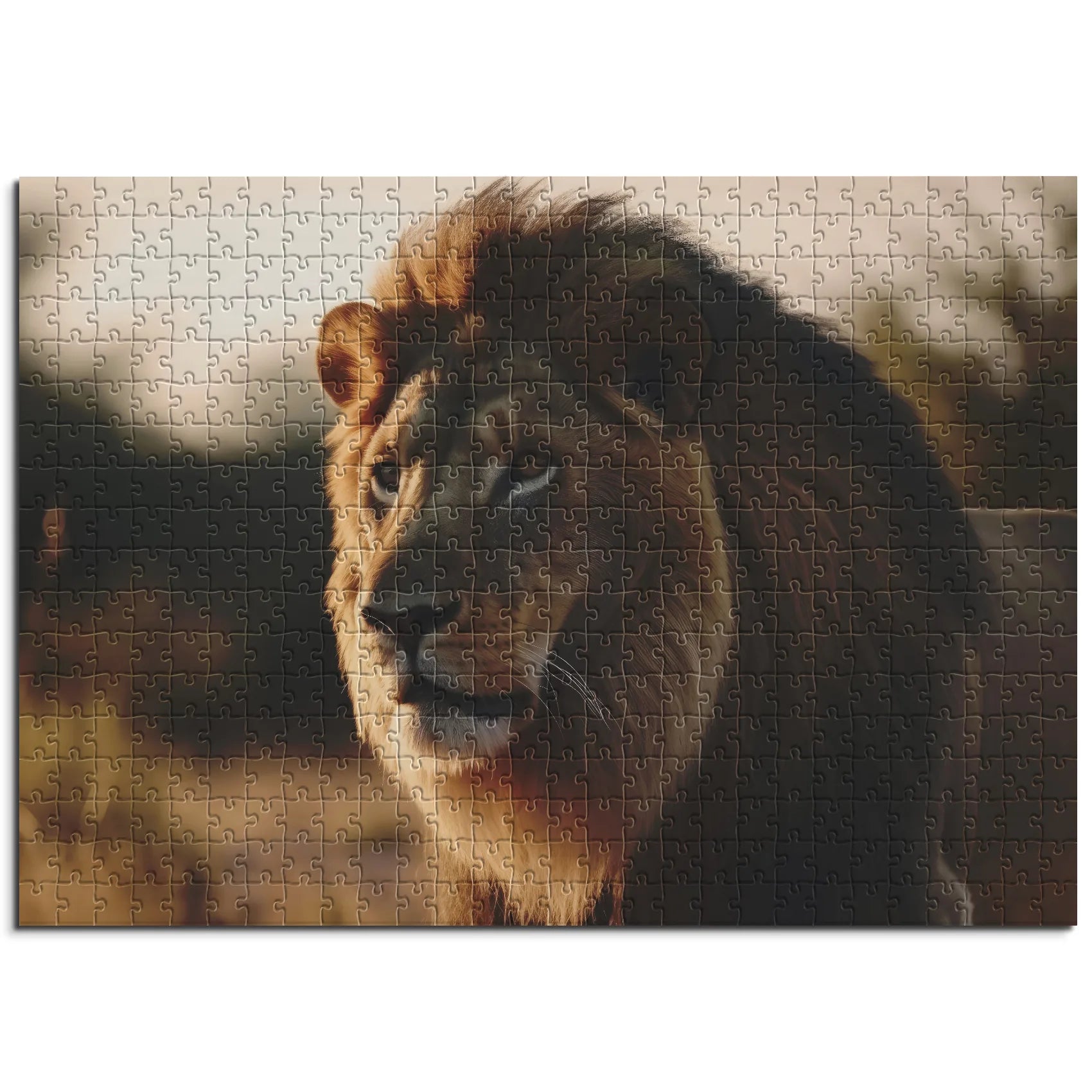 Lion dans la lumière du soir