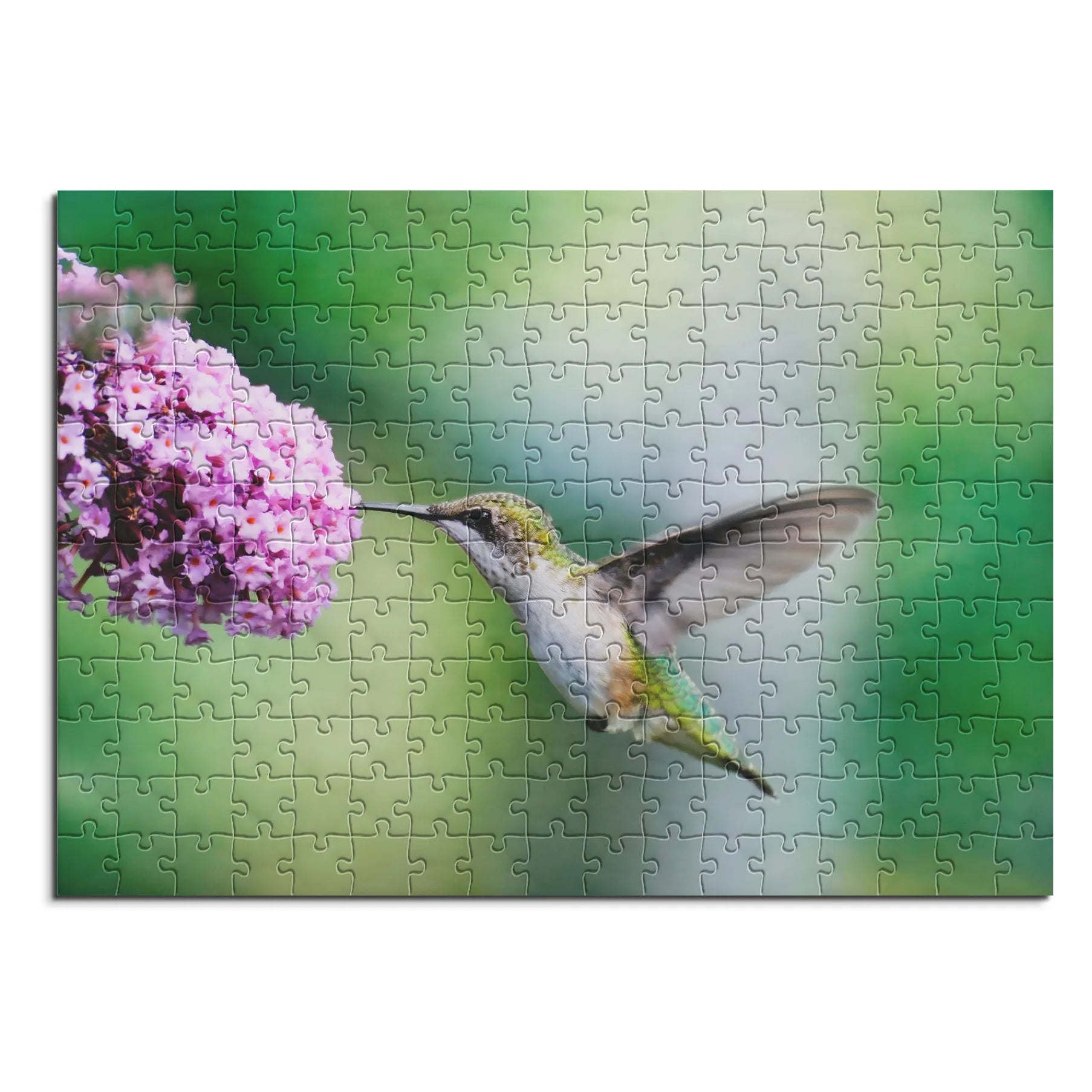 Colibri sur du nectar