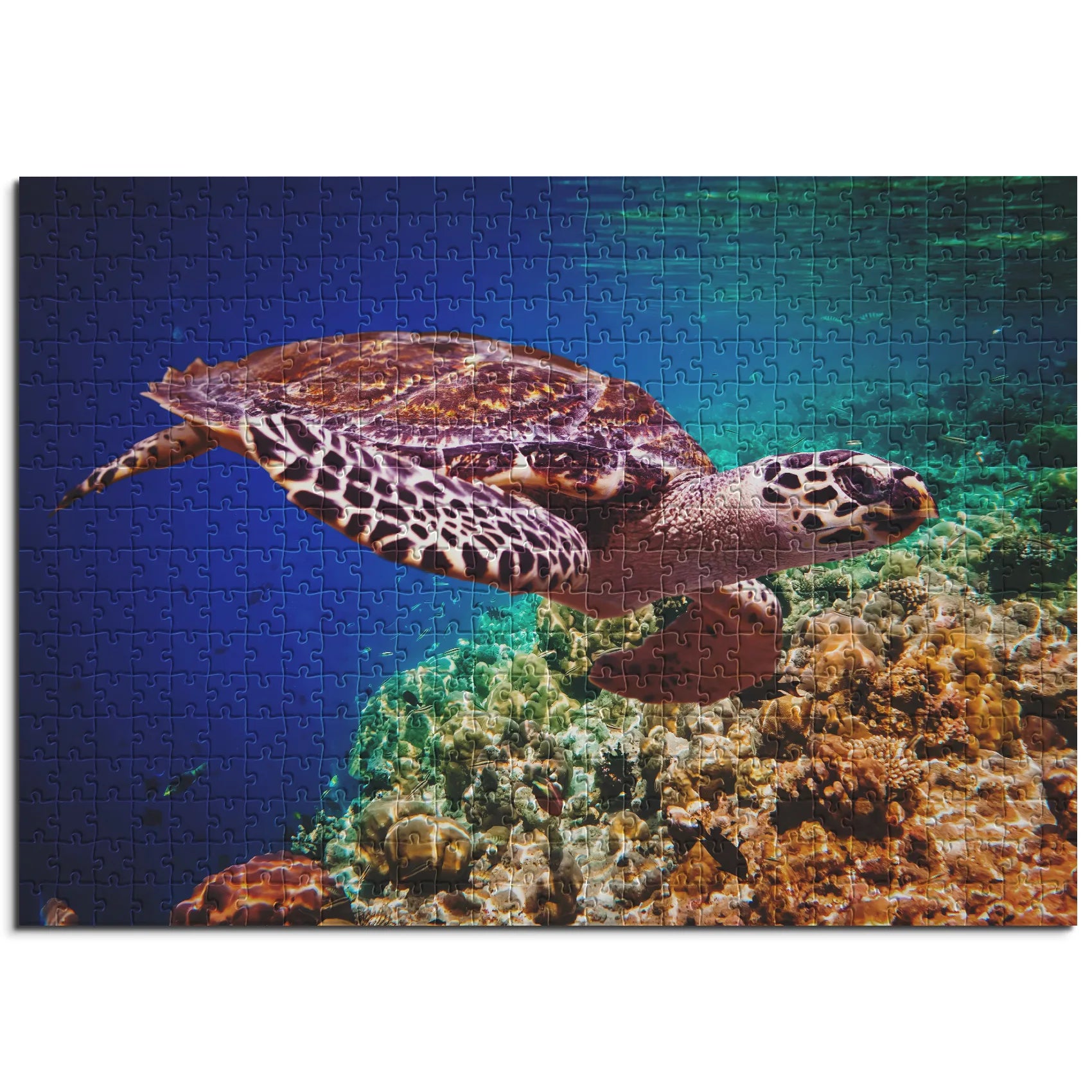 élégante tortue marine