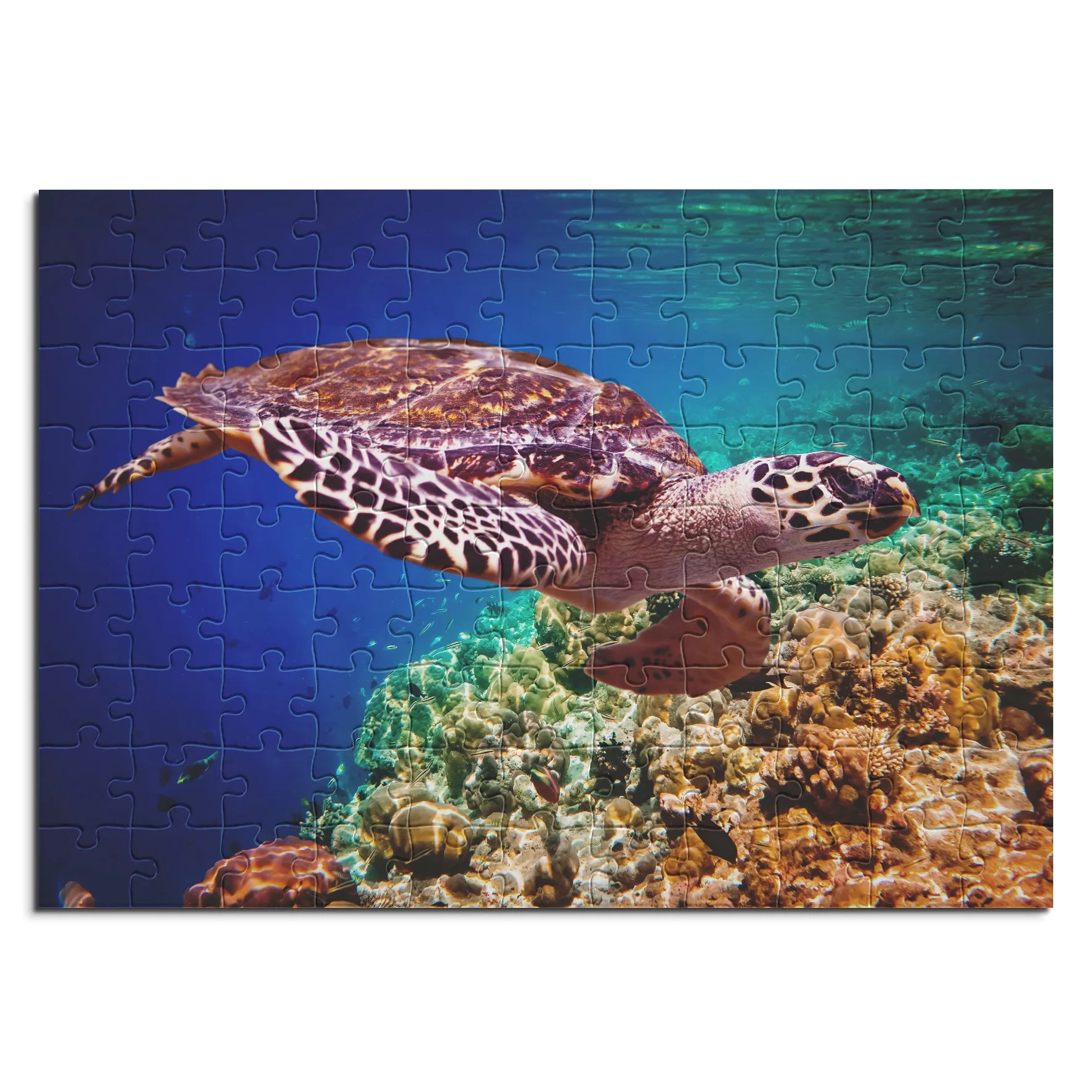 Elegante Meeresschildkröte