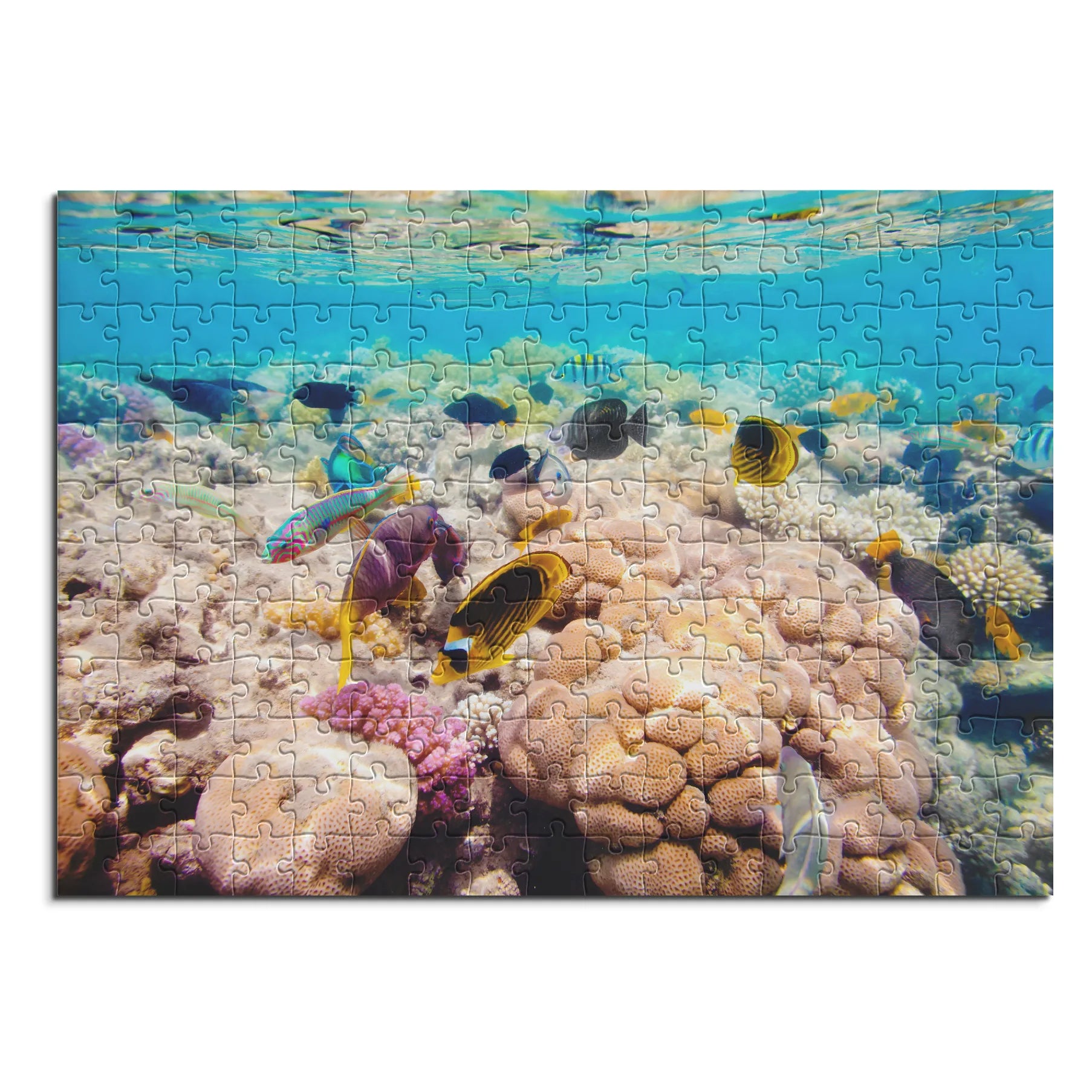 Korallenriff Vielfalt