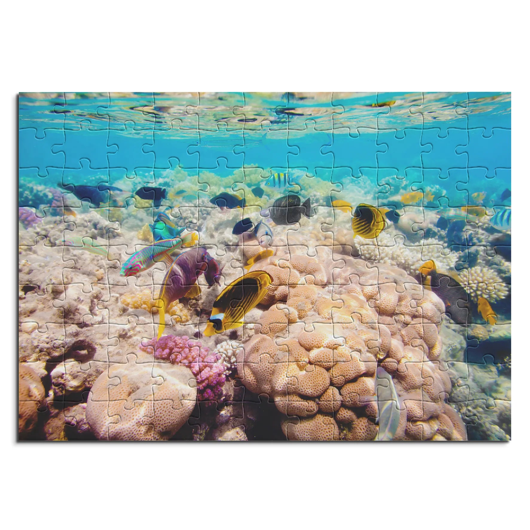 Korallenriff Vielfalt