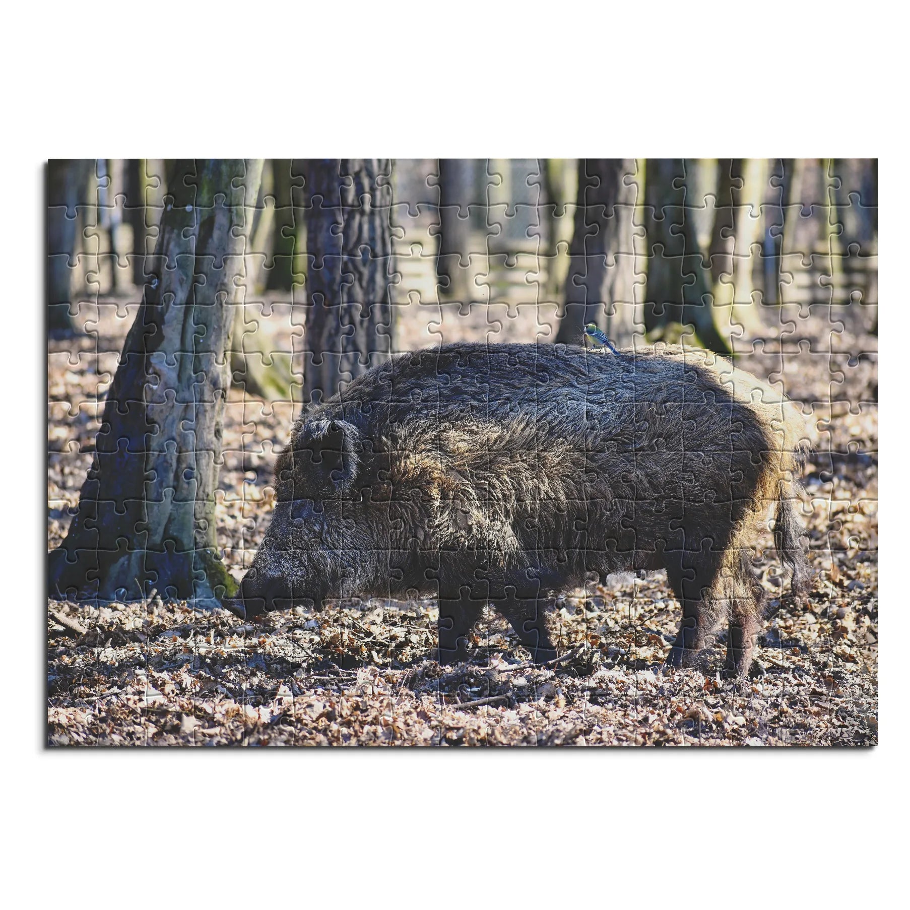 Wildschwein im Wald