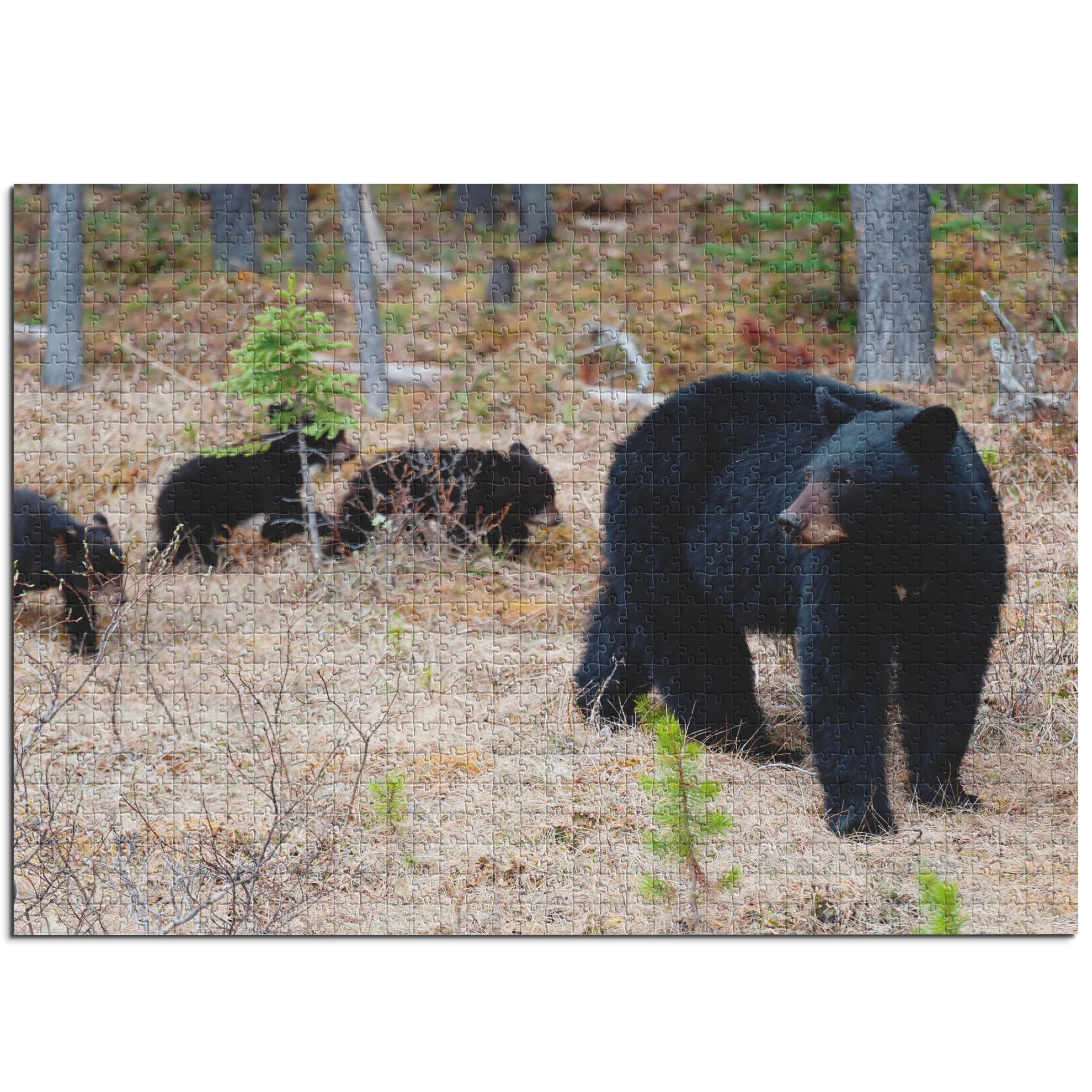 Schwarzbär mit Jungen