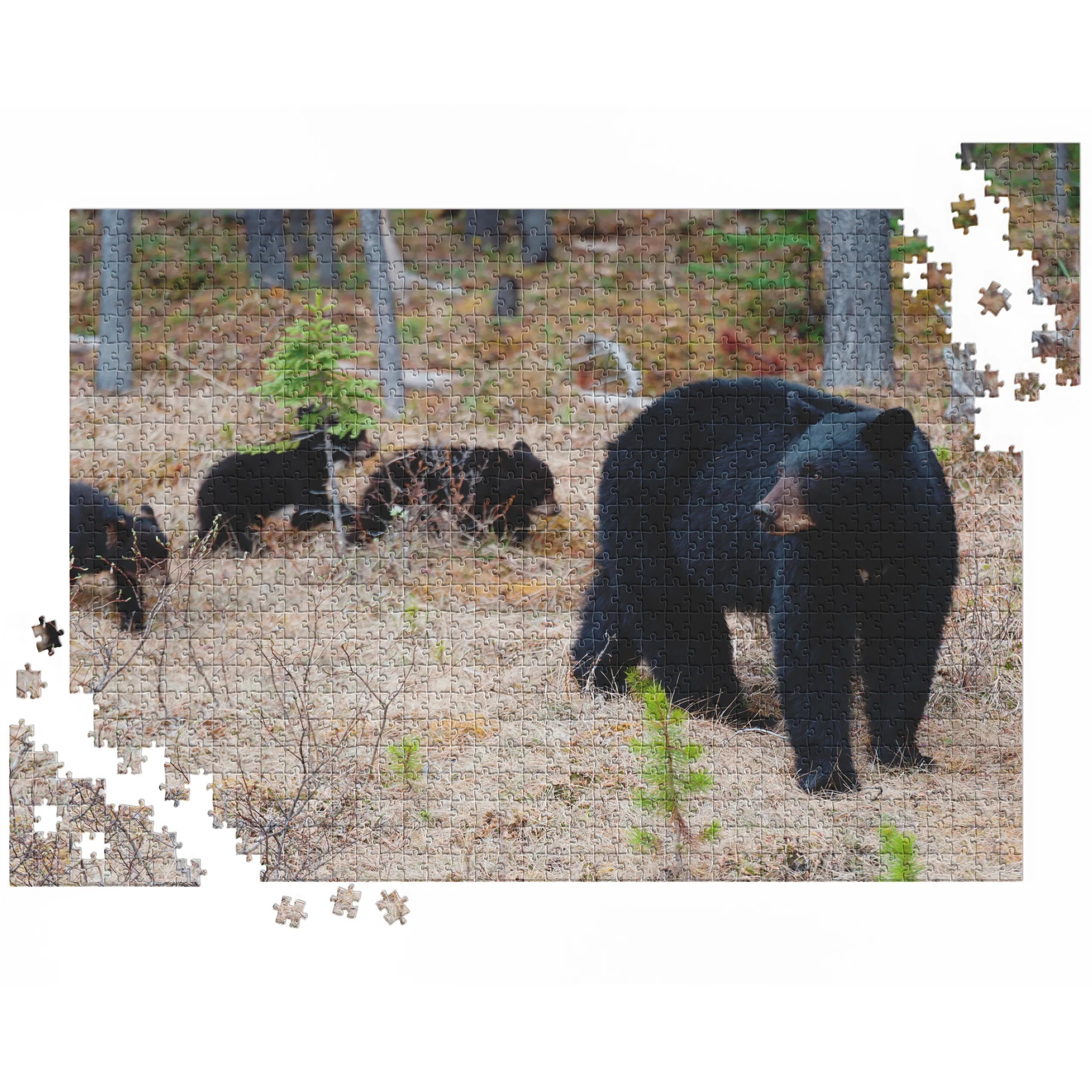 Schwarzbär mit Jungen