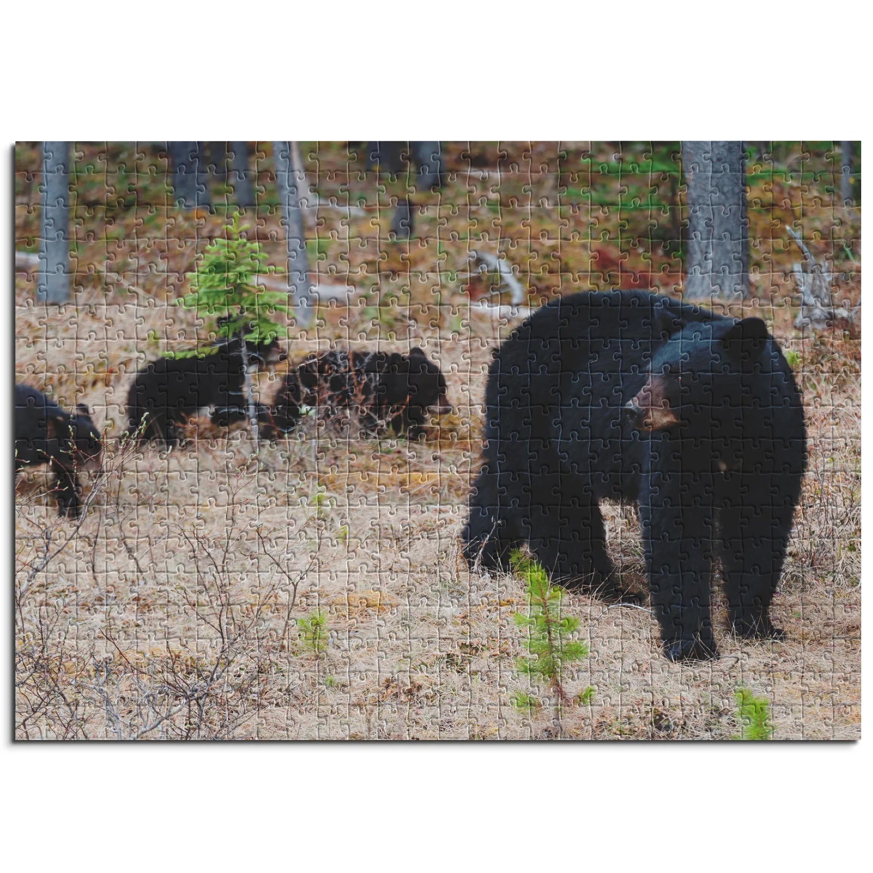 Schwarzbär mit Jungen