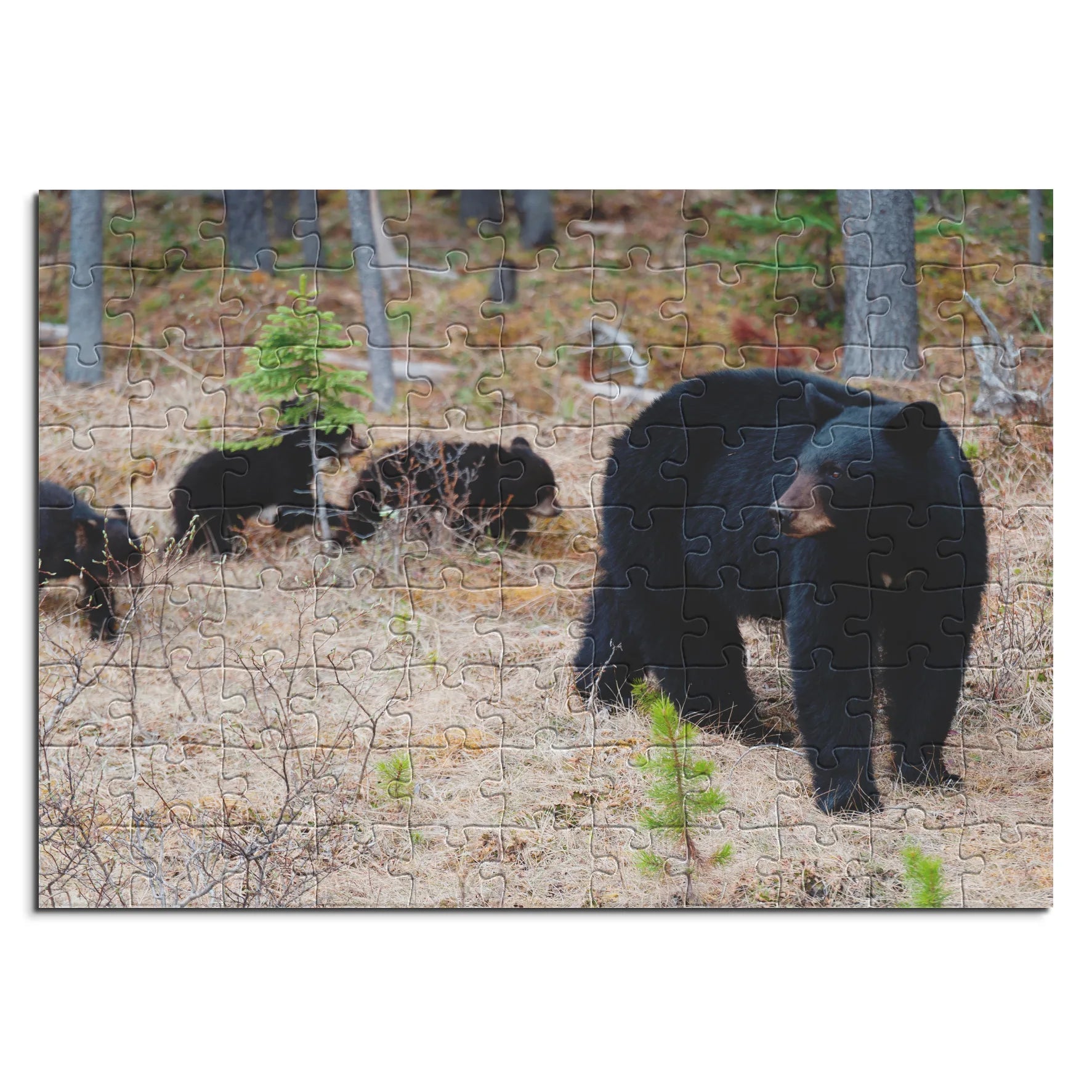 Schwarzbär mit Jungen