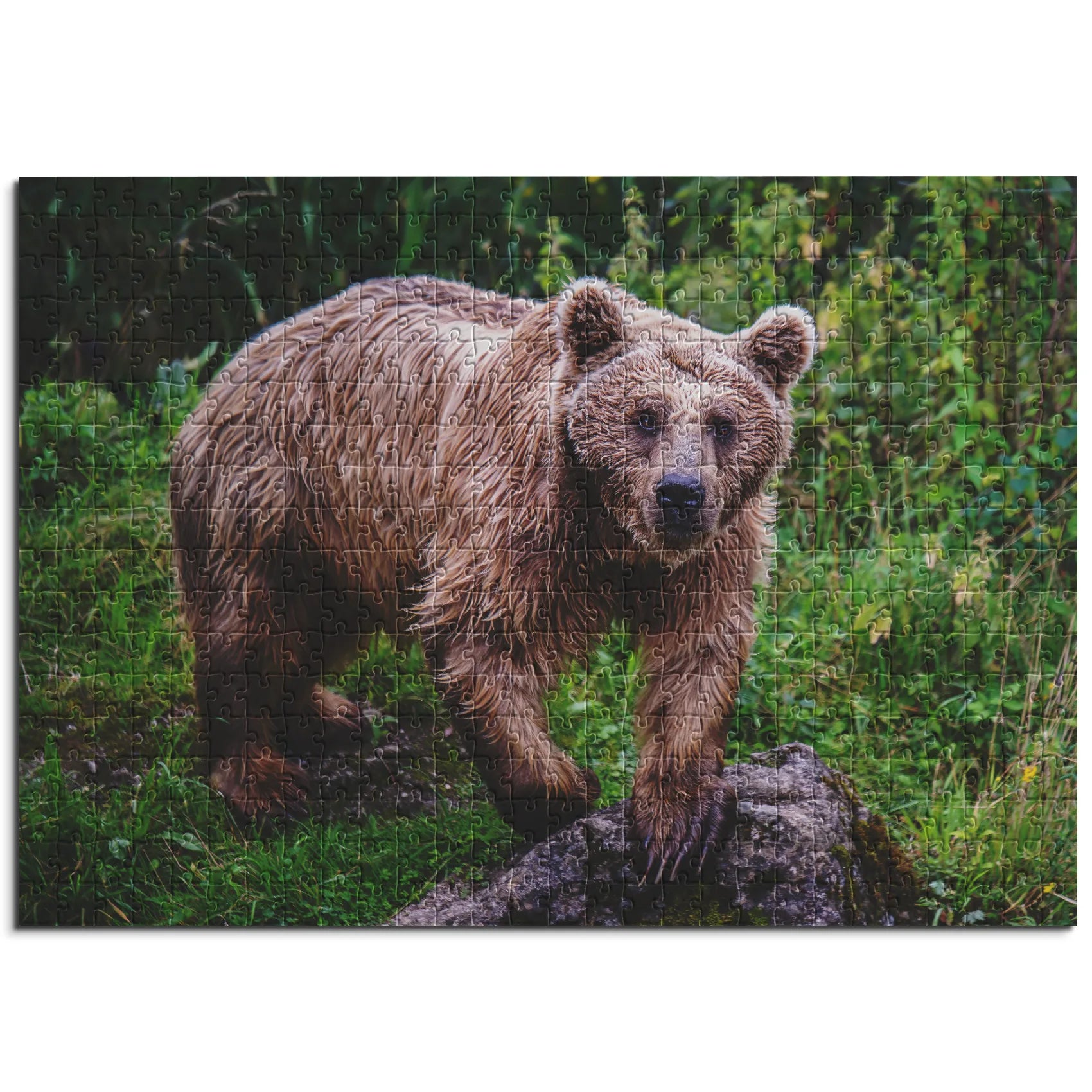 Braunbär auf Fels