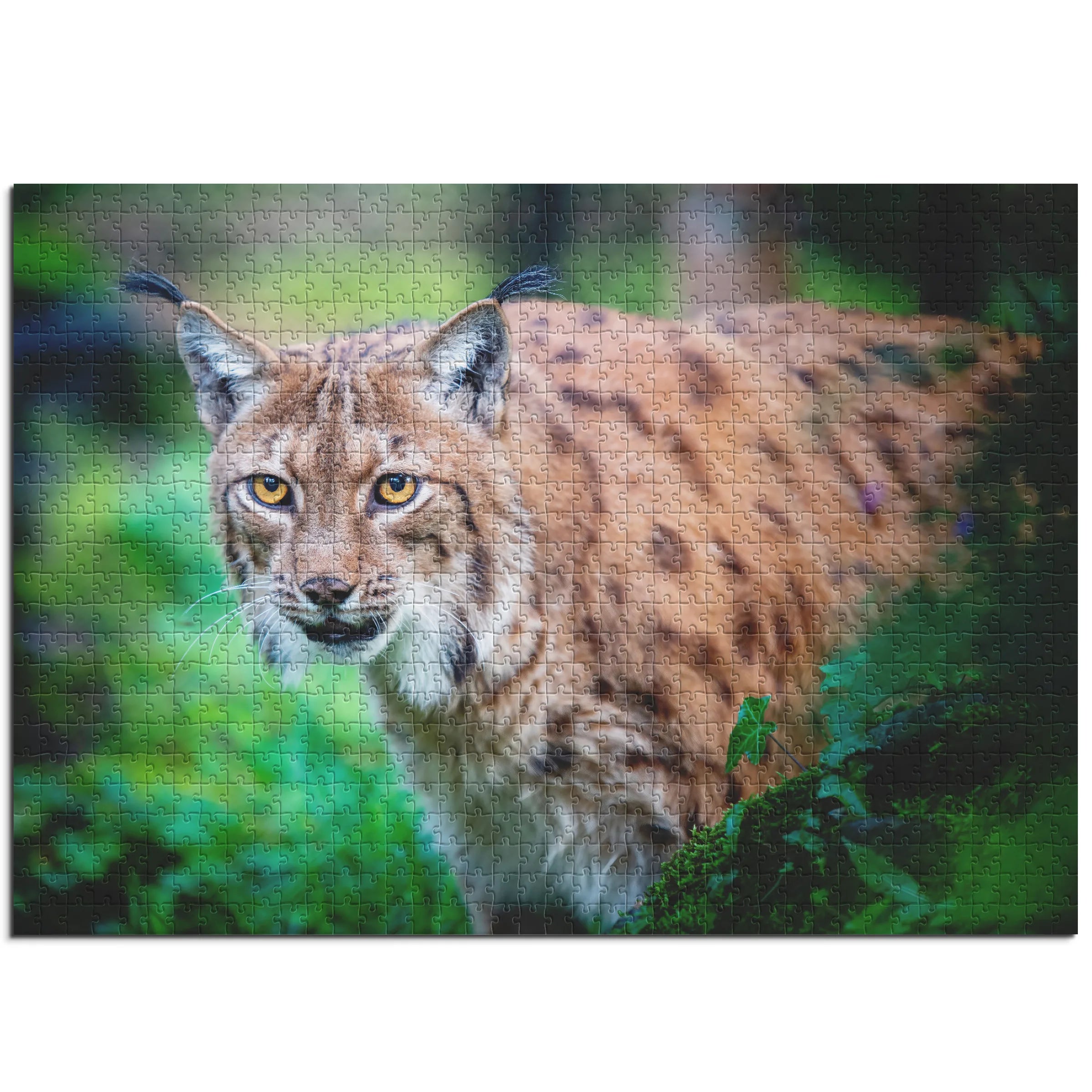 Luchs im Unterholz