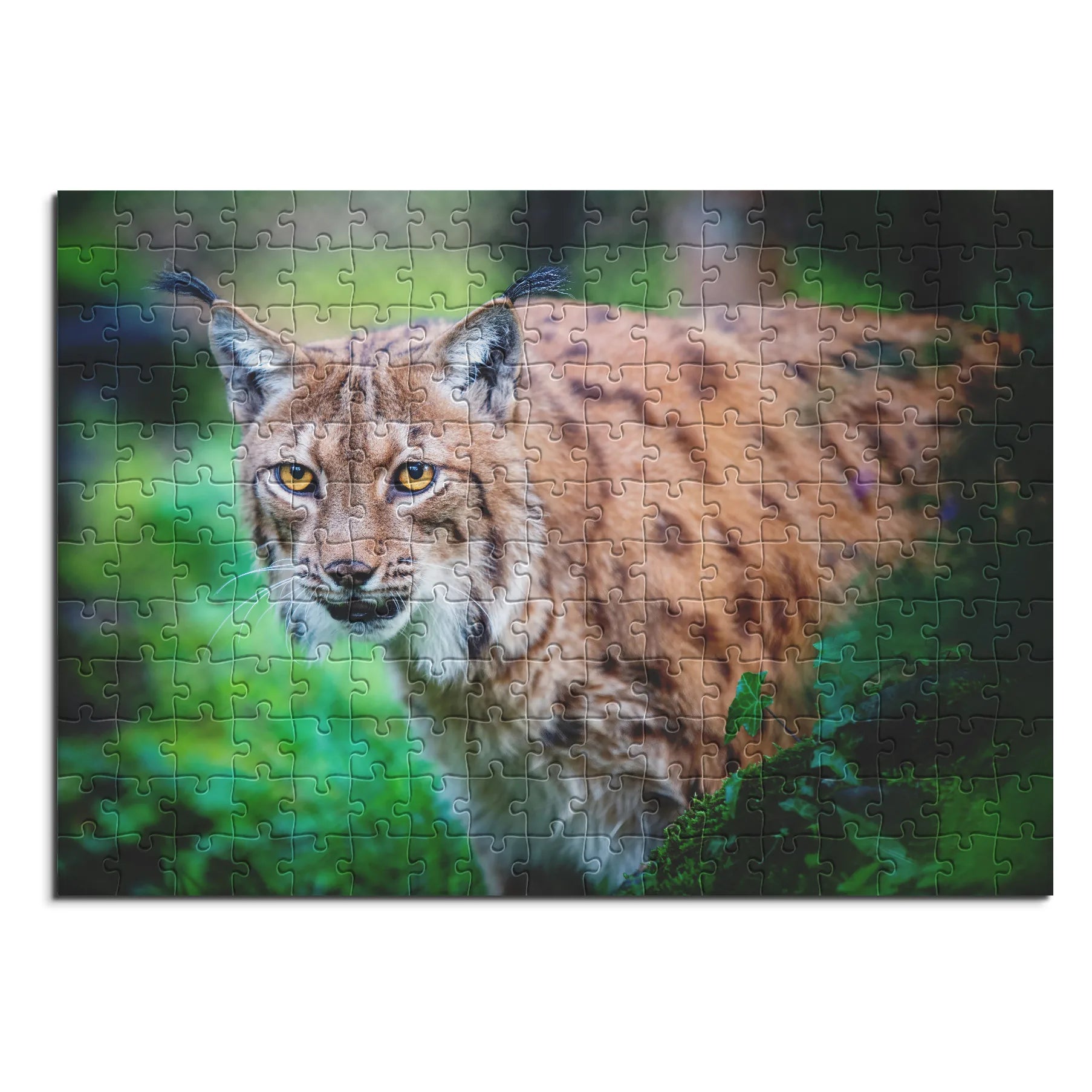 Luchs im Unterholz