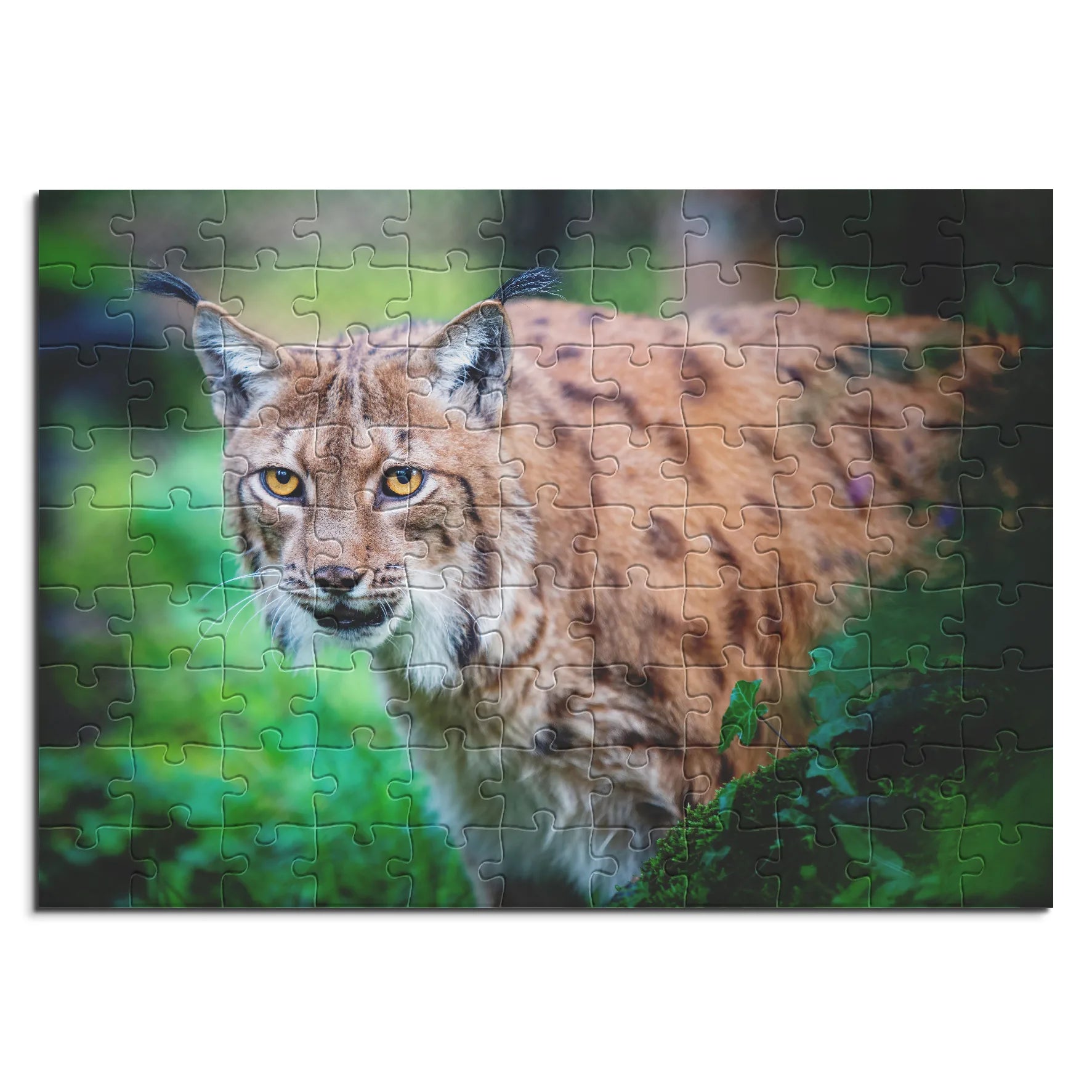 Luchs im Unterholz