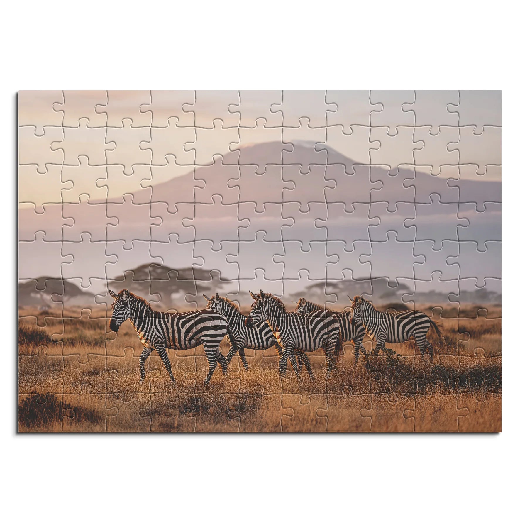 Kilimandscharo Zebrasafari