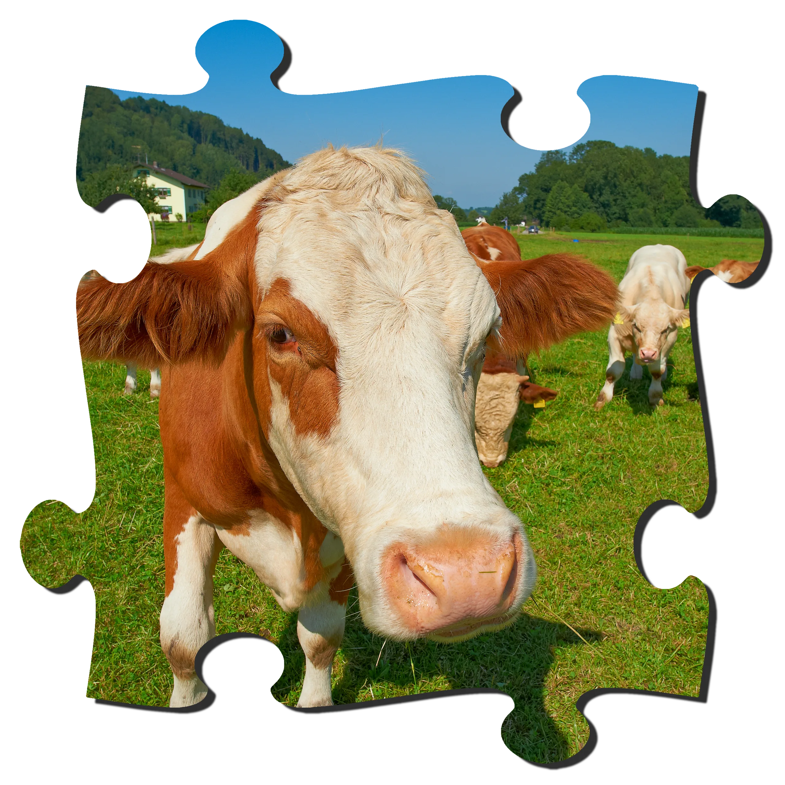 Bauernhof & Waldtiere