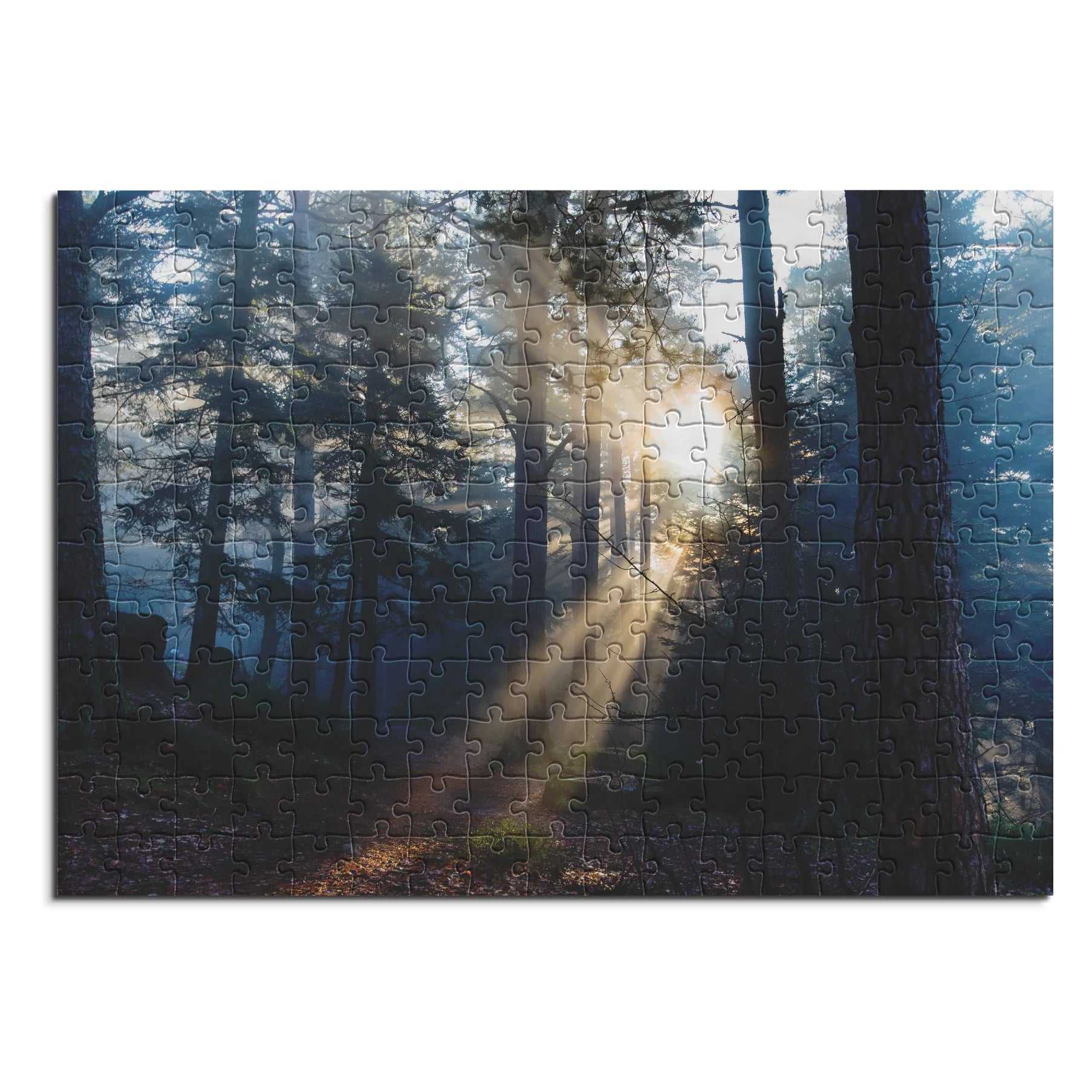 Morgenlicht im Wald