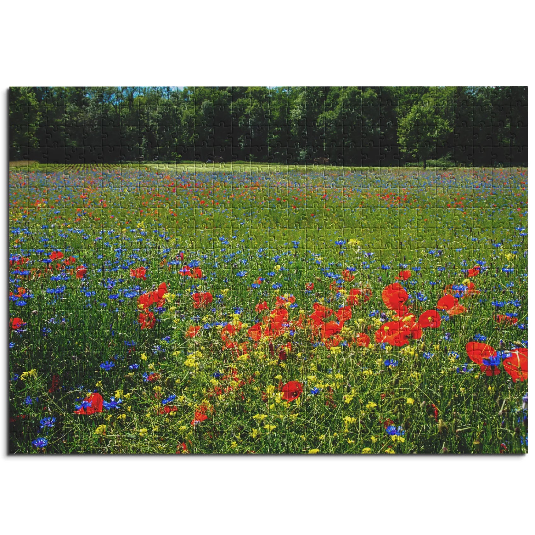 prairie de fleurs sauvages