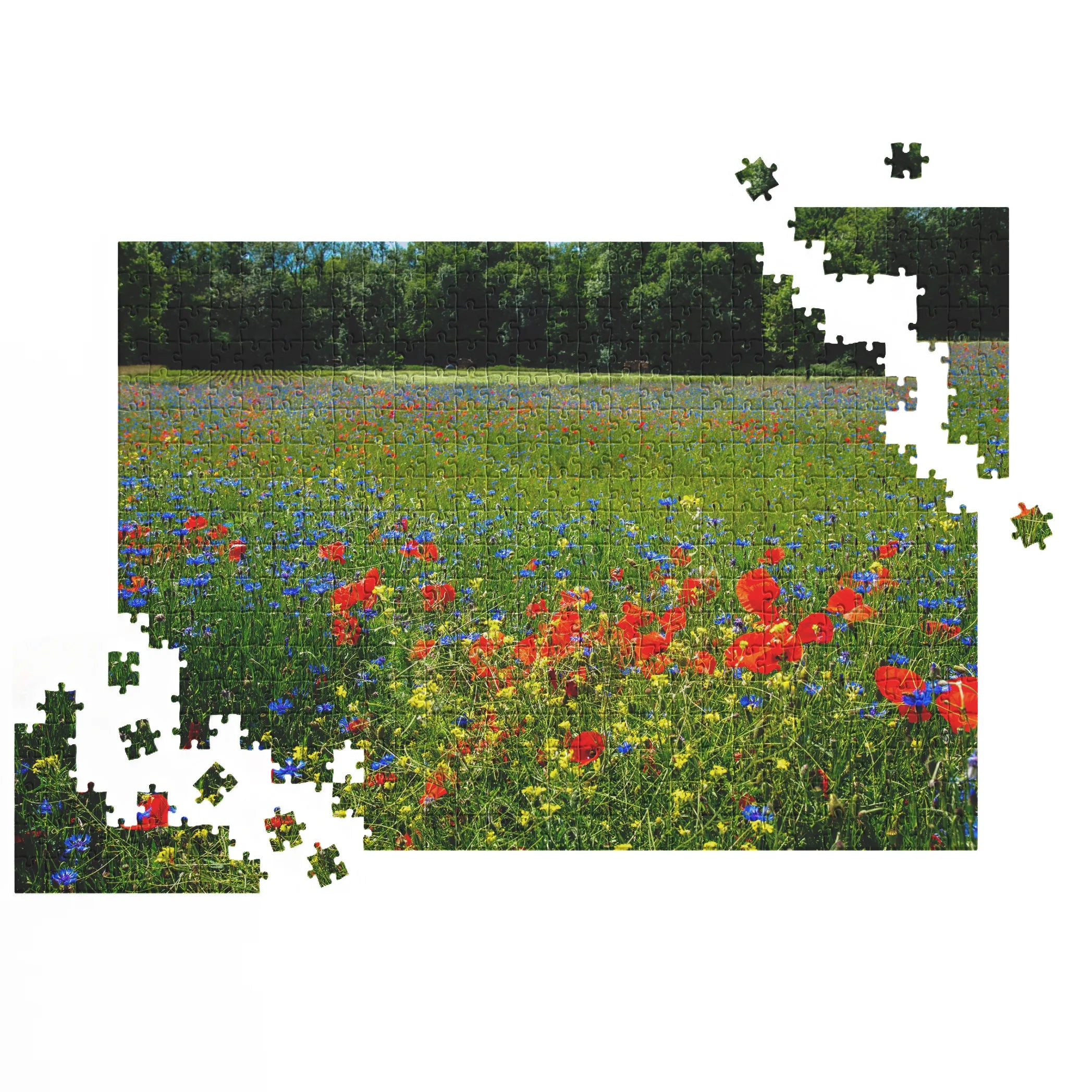 prairie de fleurs sauvages